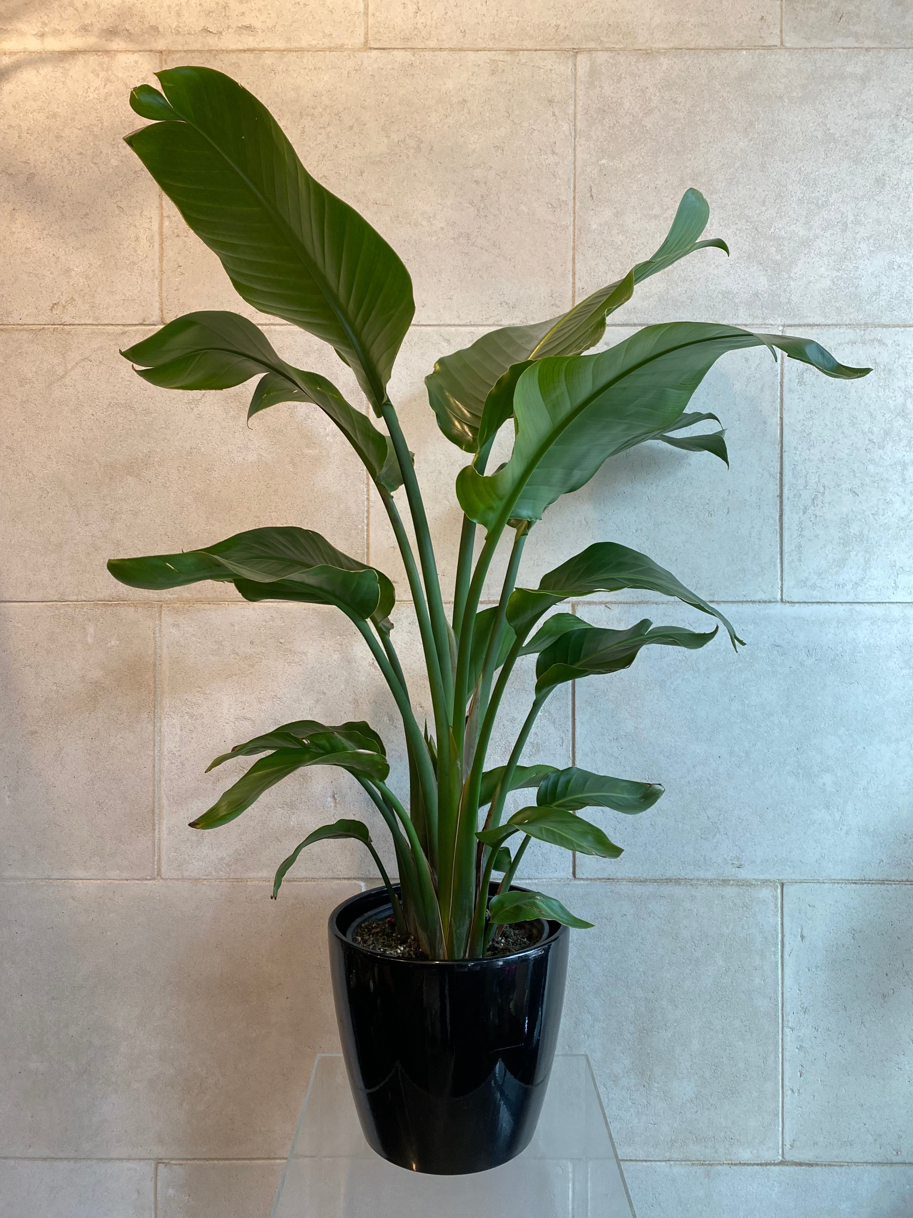 Bird of Paradise Plant