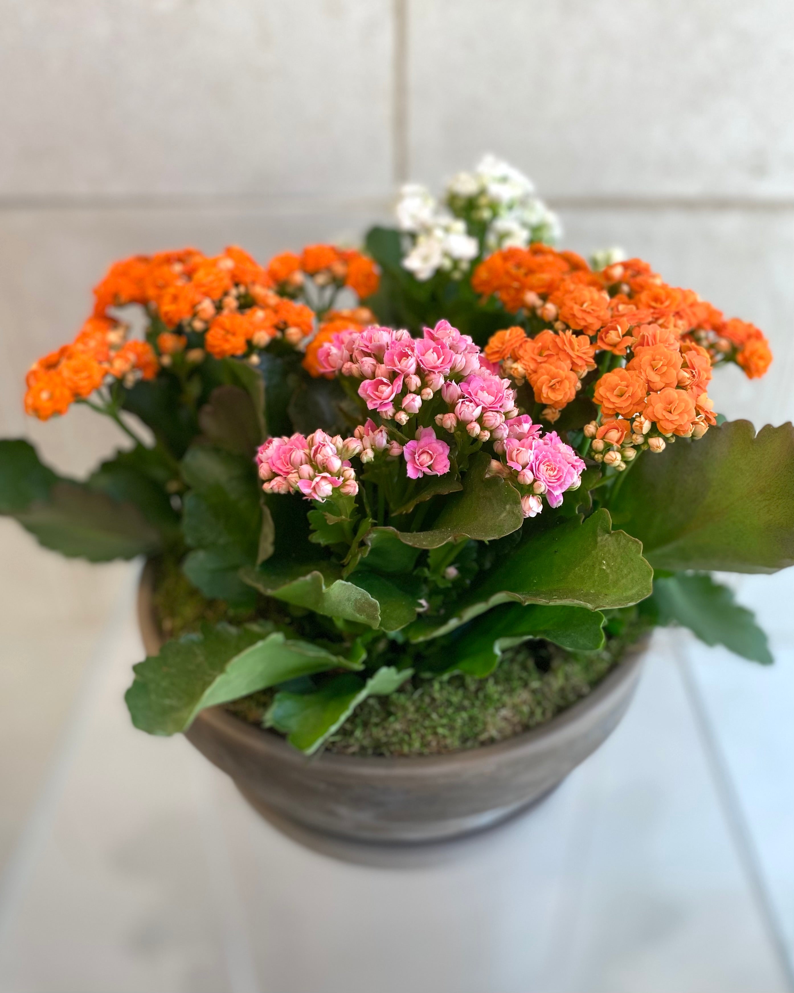 Kalanchoe Planter