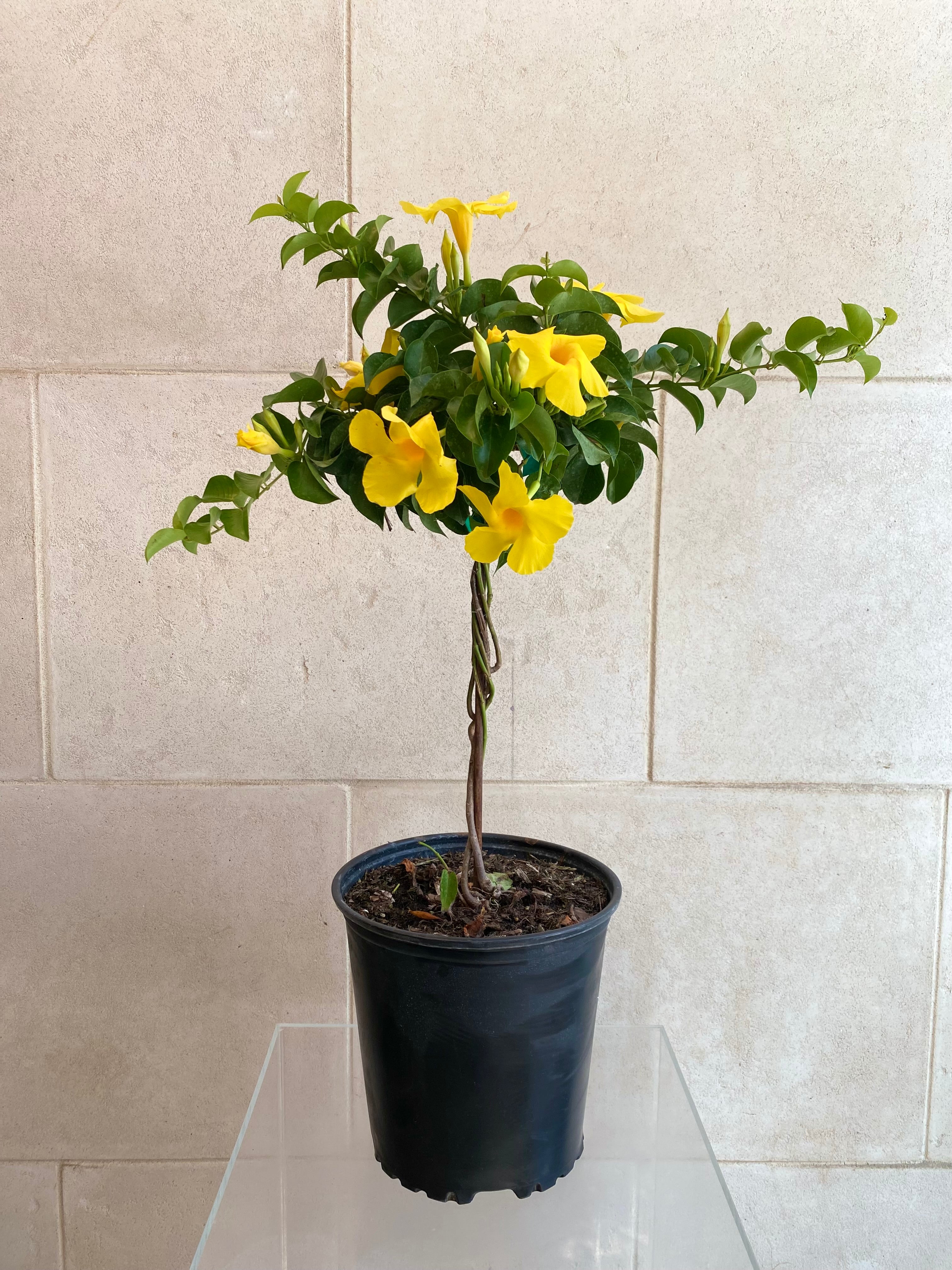 Mandevilla Tree