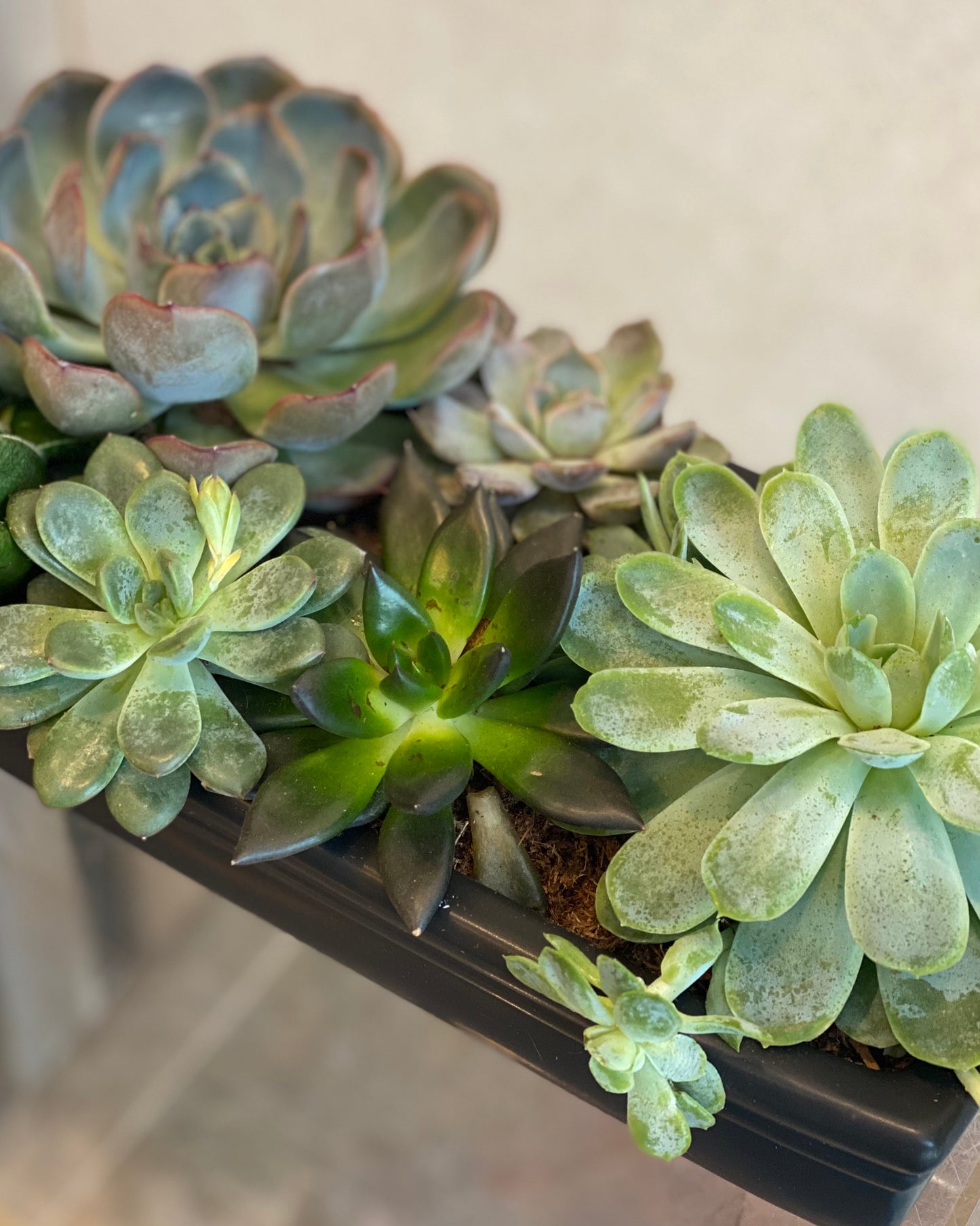 Elegant Succulent Arrangement