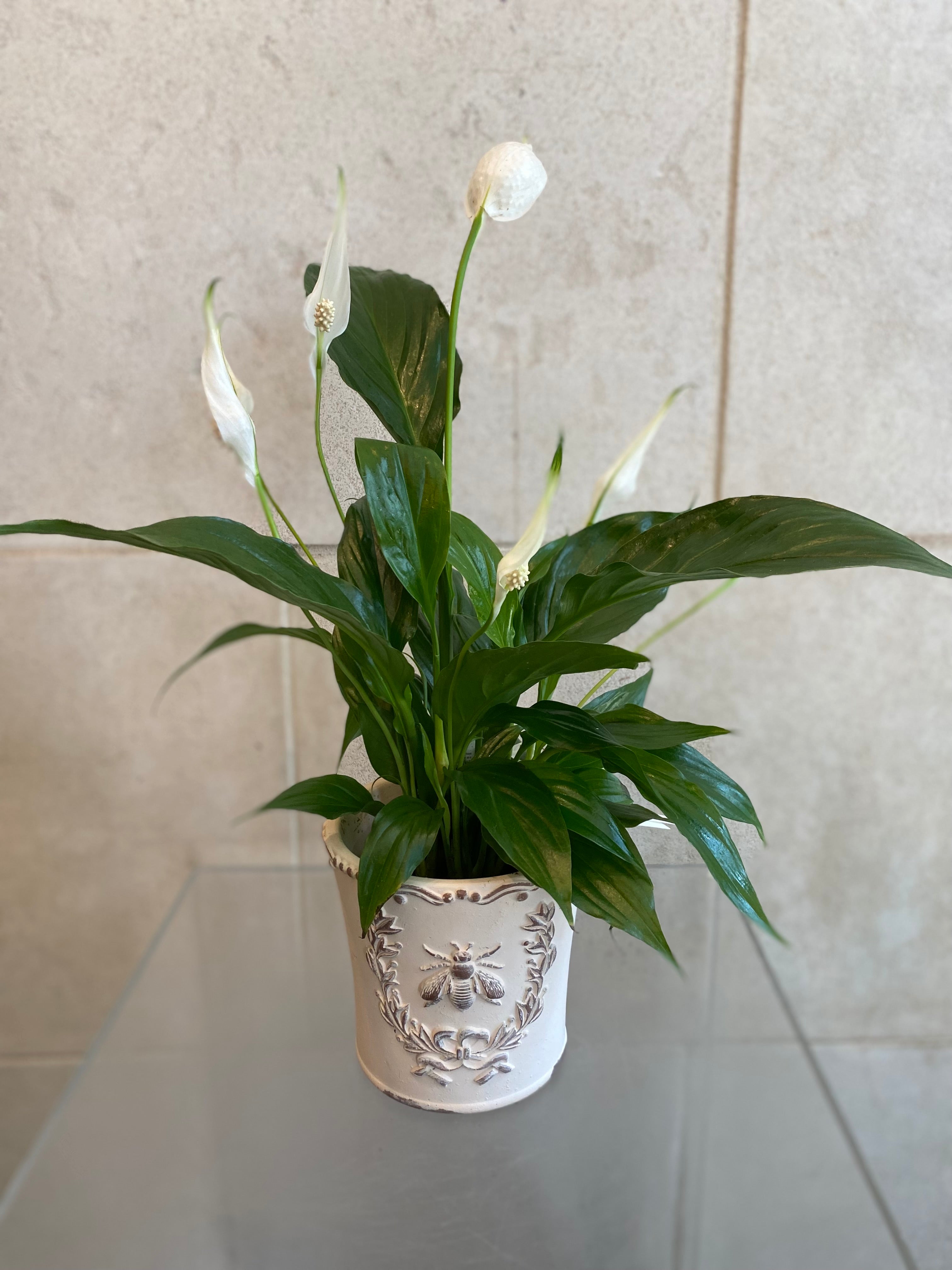 Peace Lily