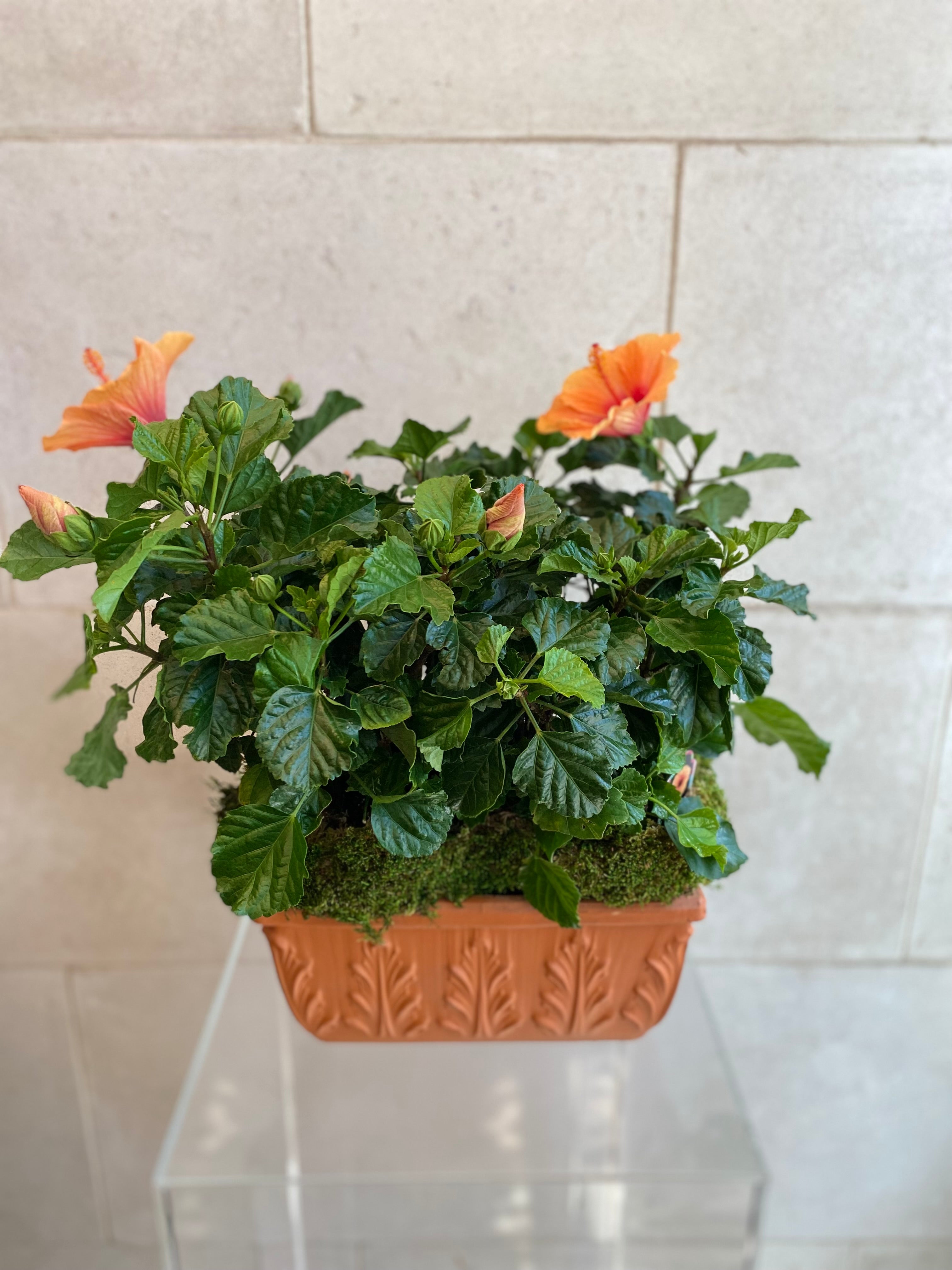 Hibiscus Terracotta Planter