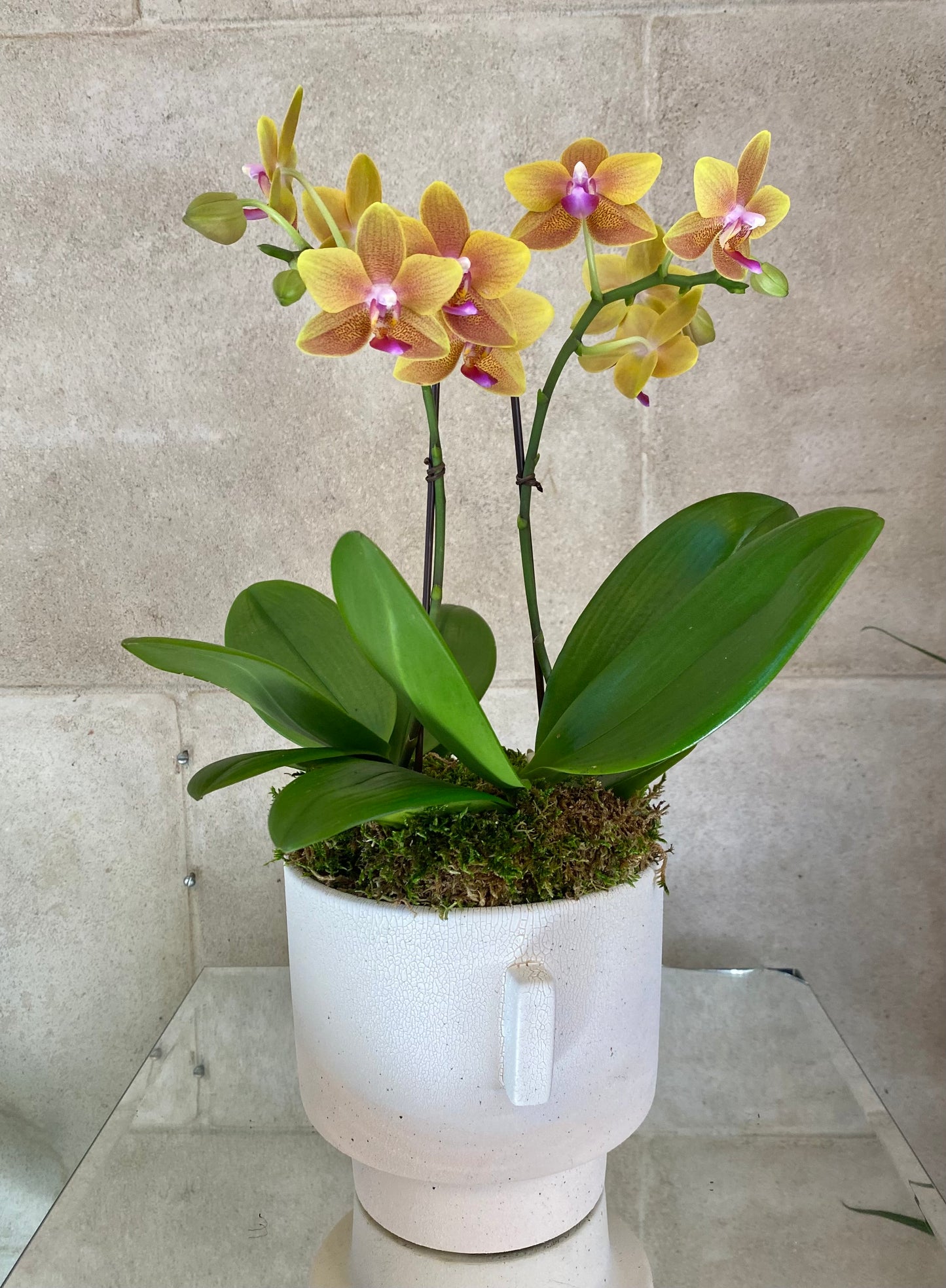 Double Orange Mini Orchids