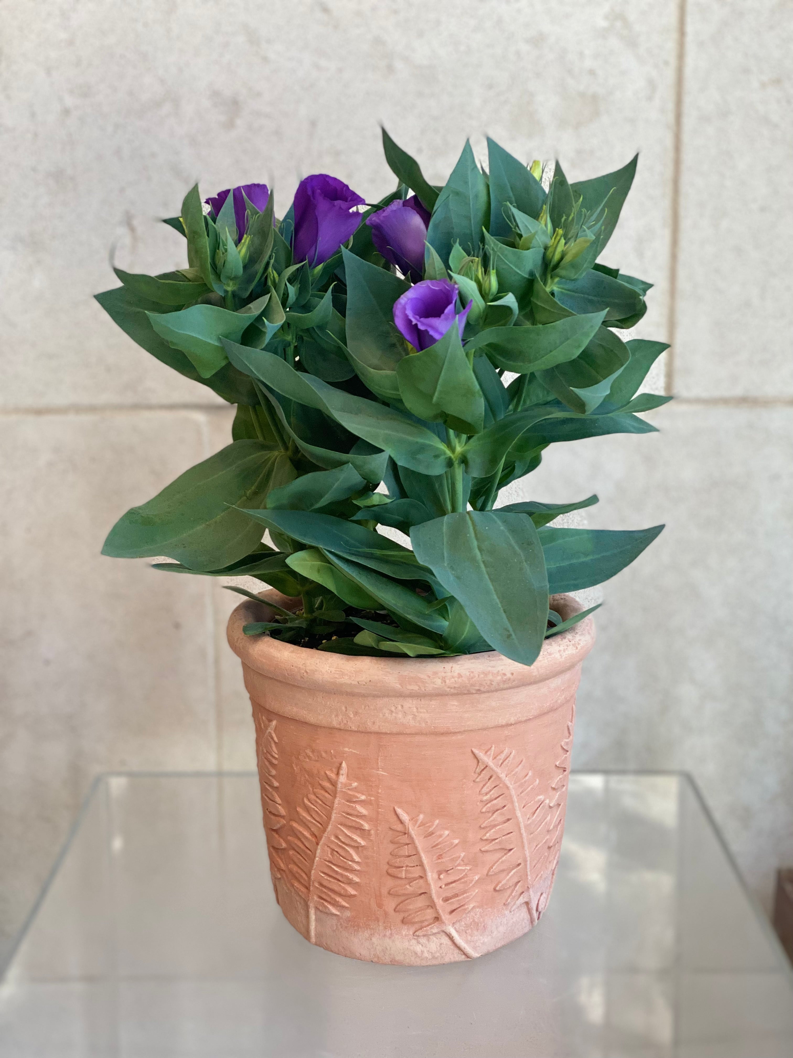 Leaf Print Terracotta Planter
