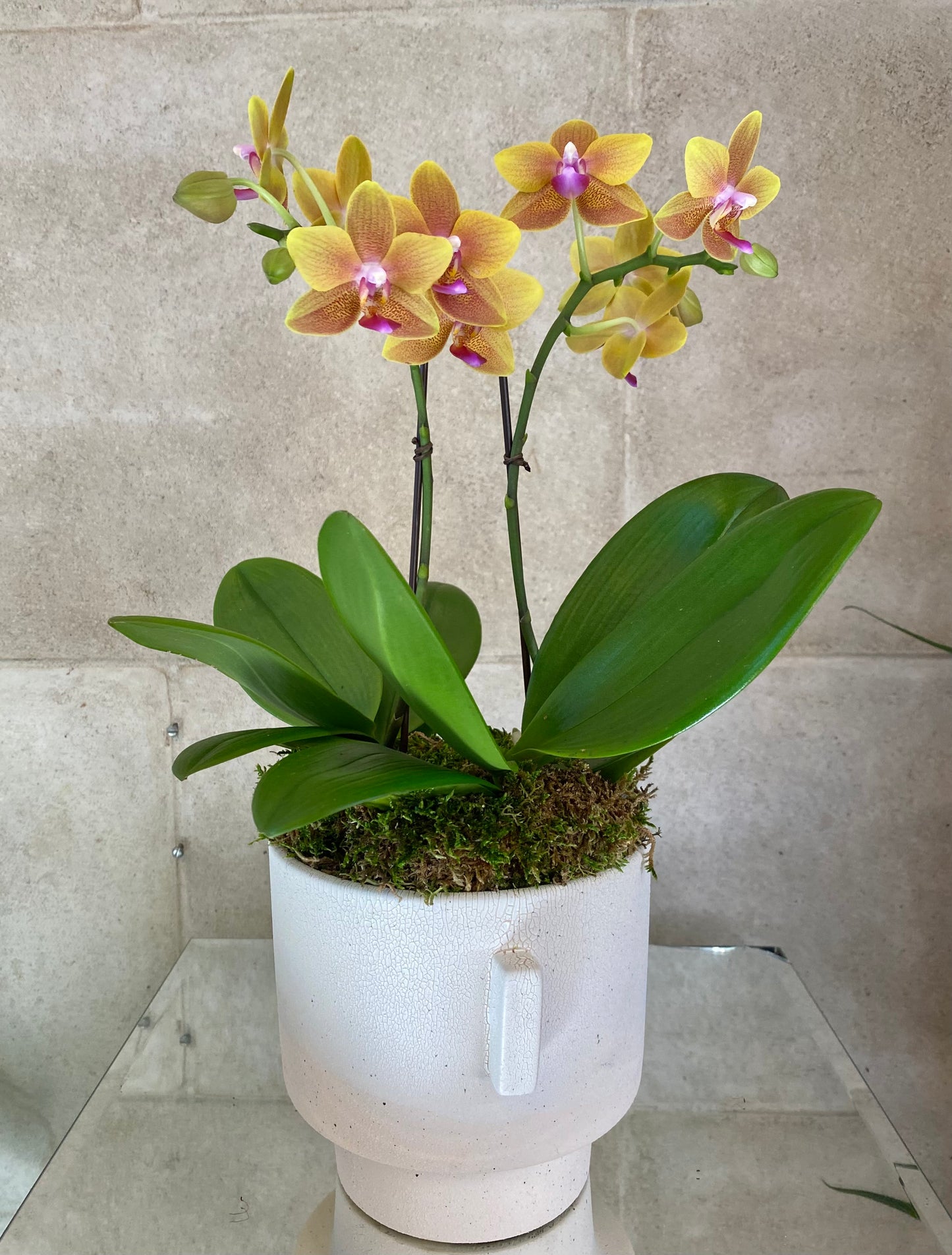 Double Orange Mini Orchids