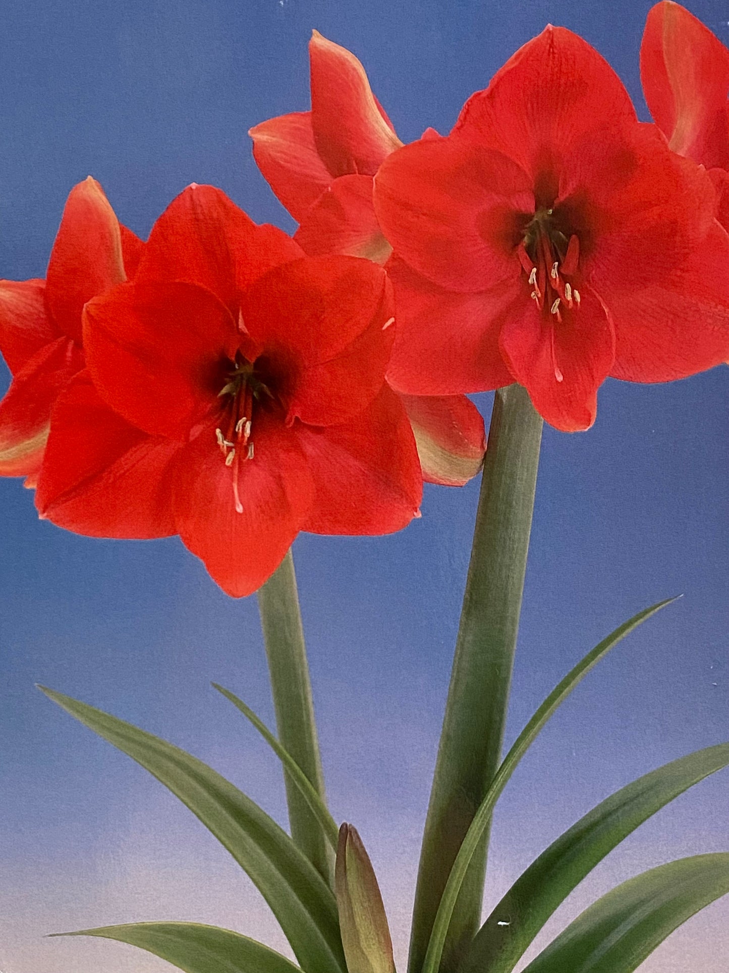 Potted Amaryllis