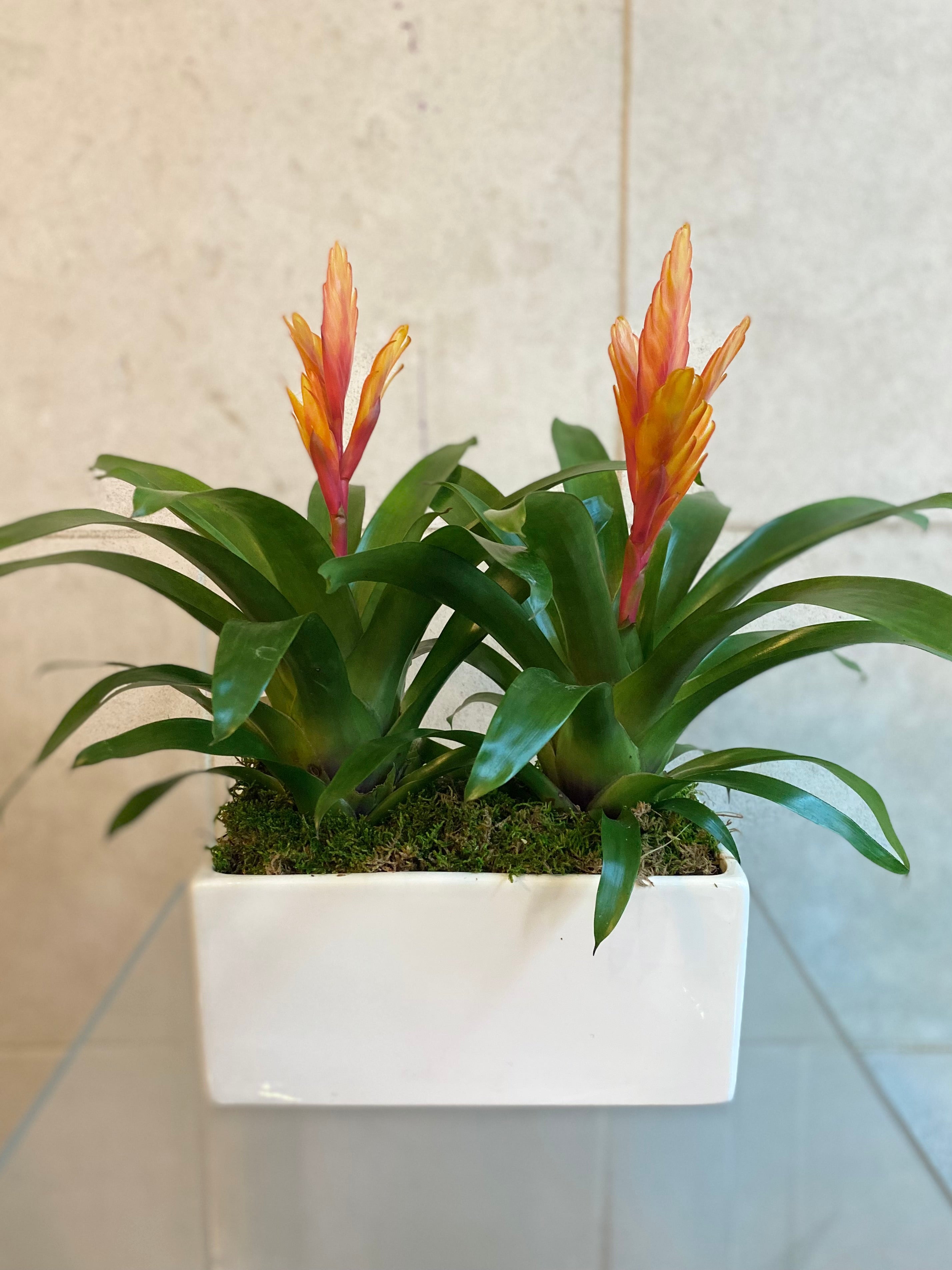 Tropical Bromeliad Trio