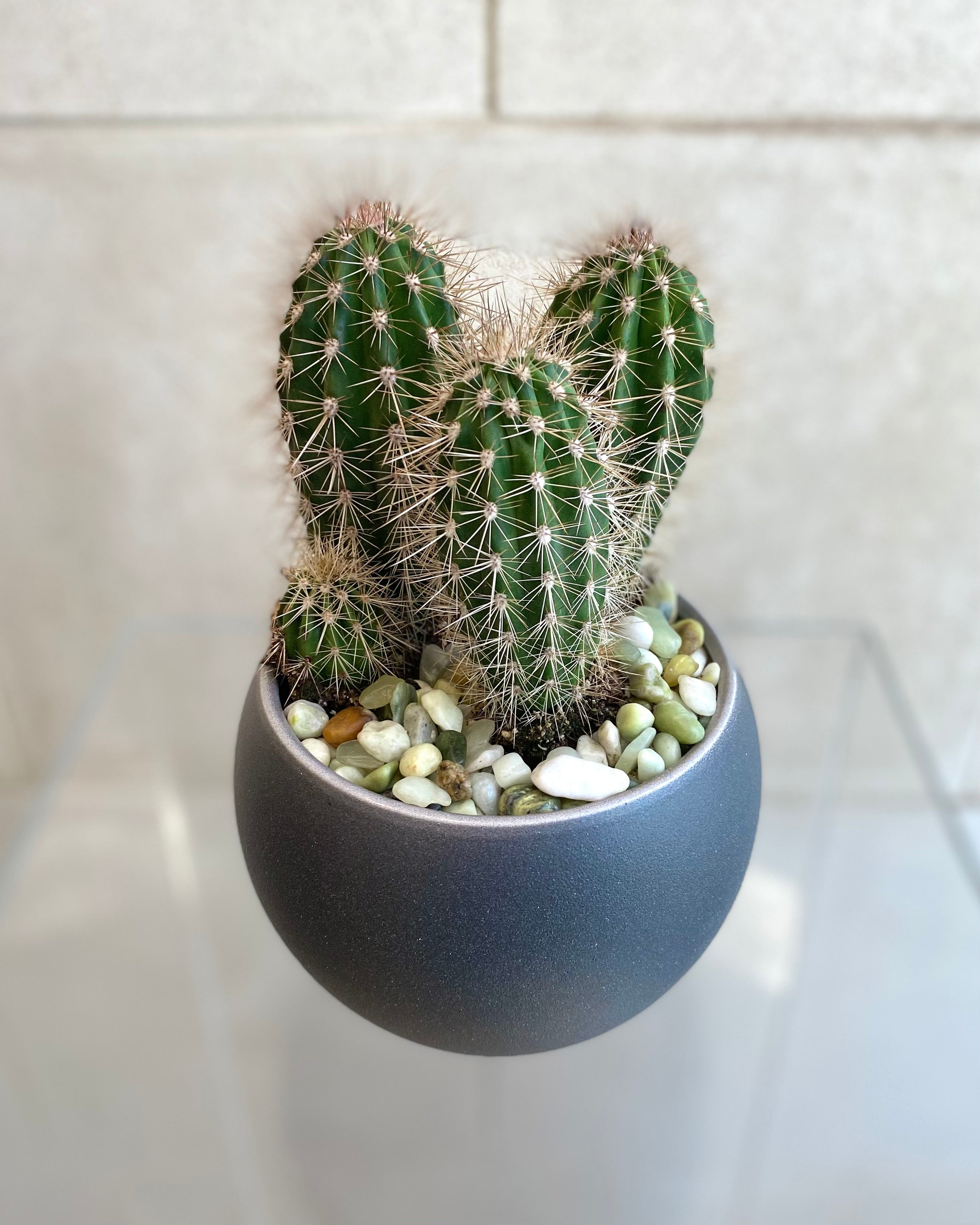 Cactus in 6” Ceramic Pots