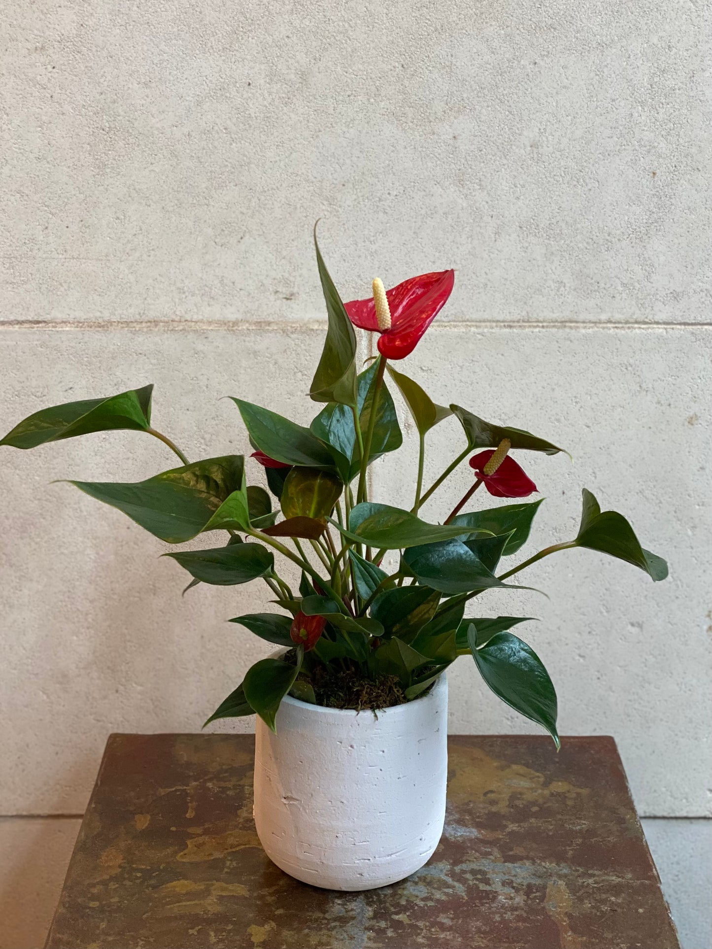 Anthurium