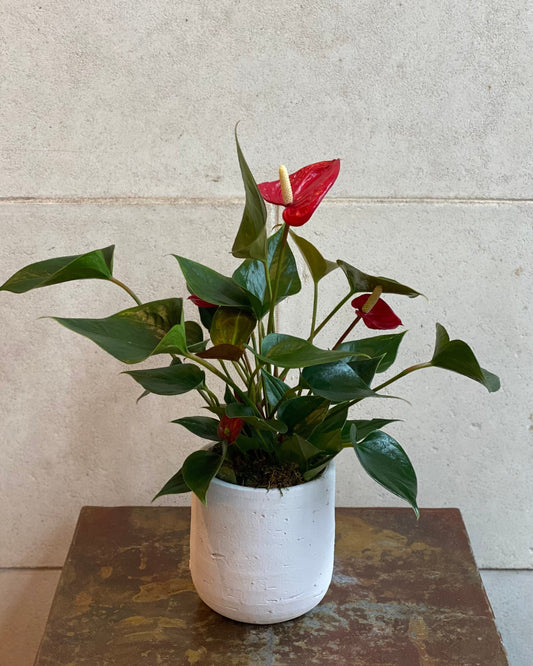 Anthurium