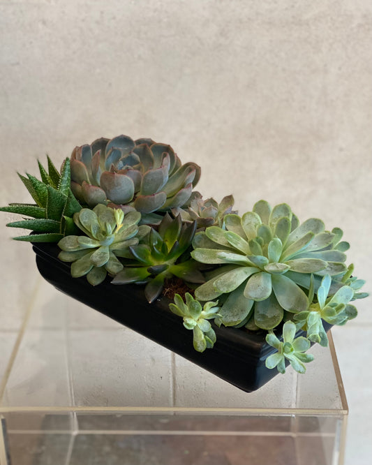 Elegant Succulent Arrangement