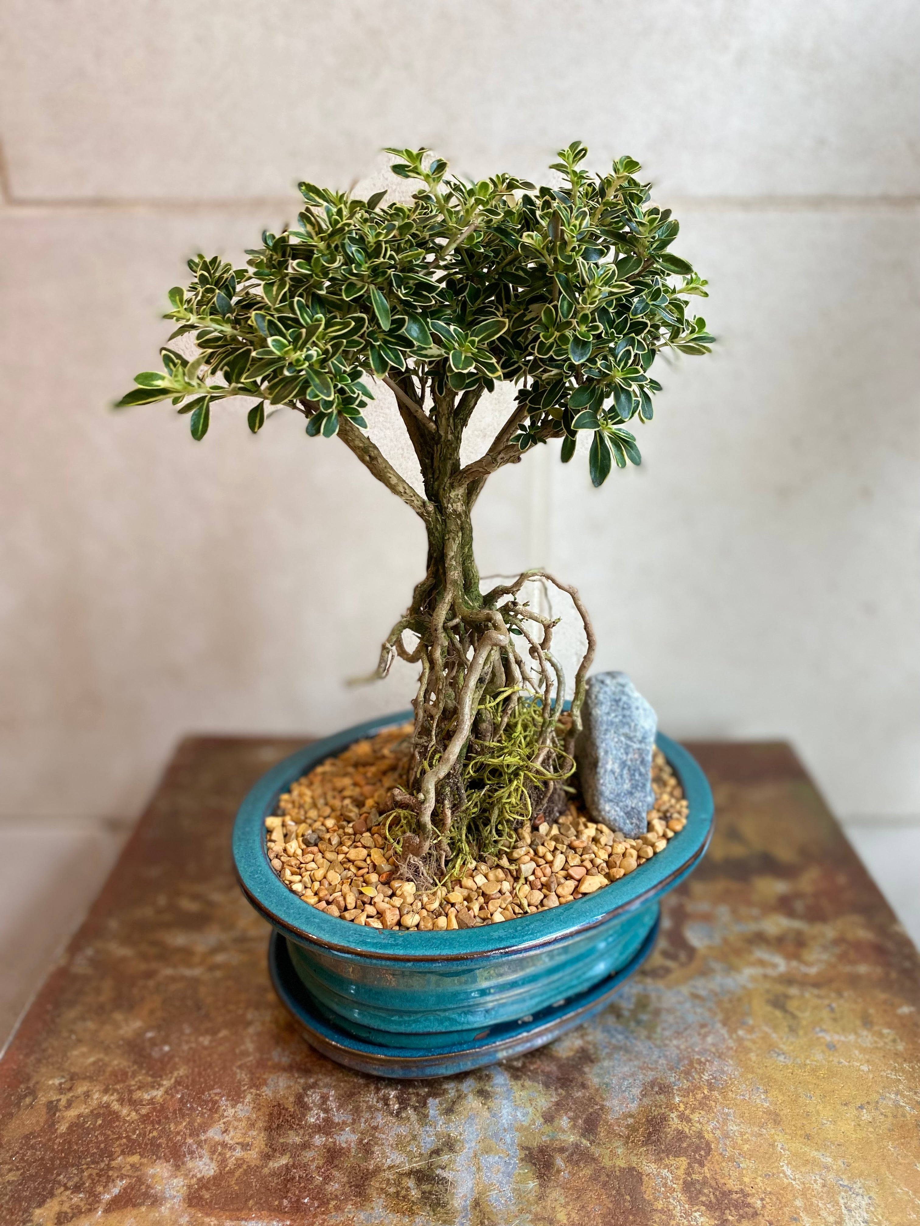 Serissa Japonica Bonsai
