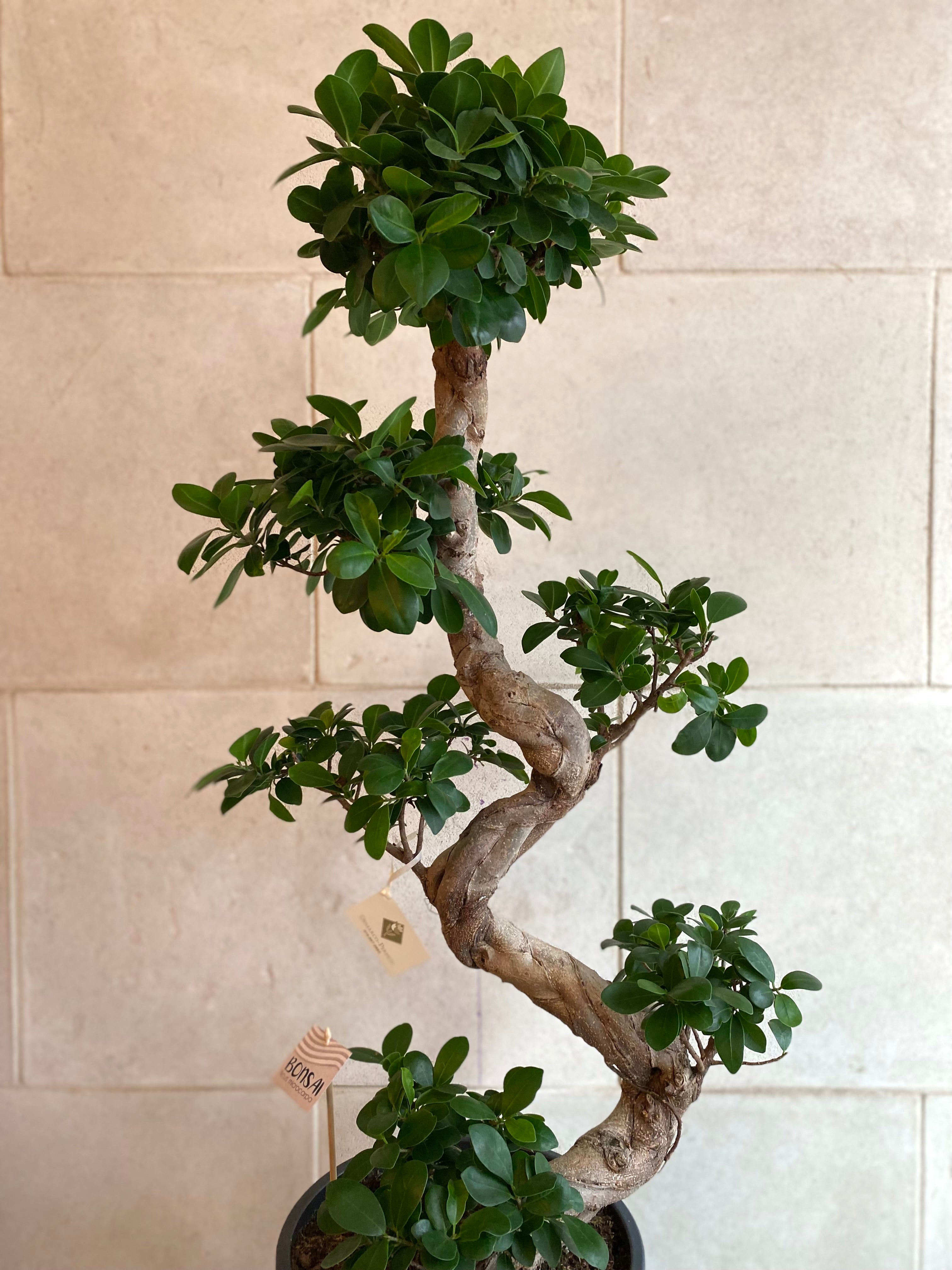 Majestic Ficus Bonsai
