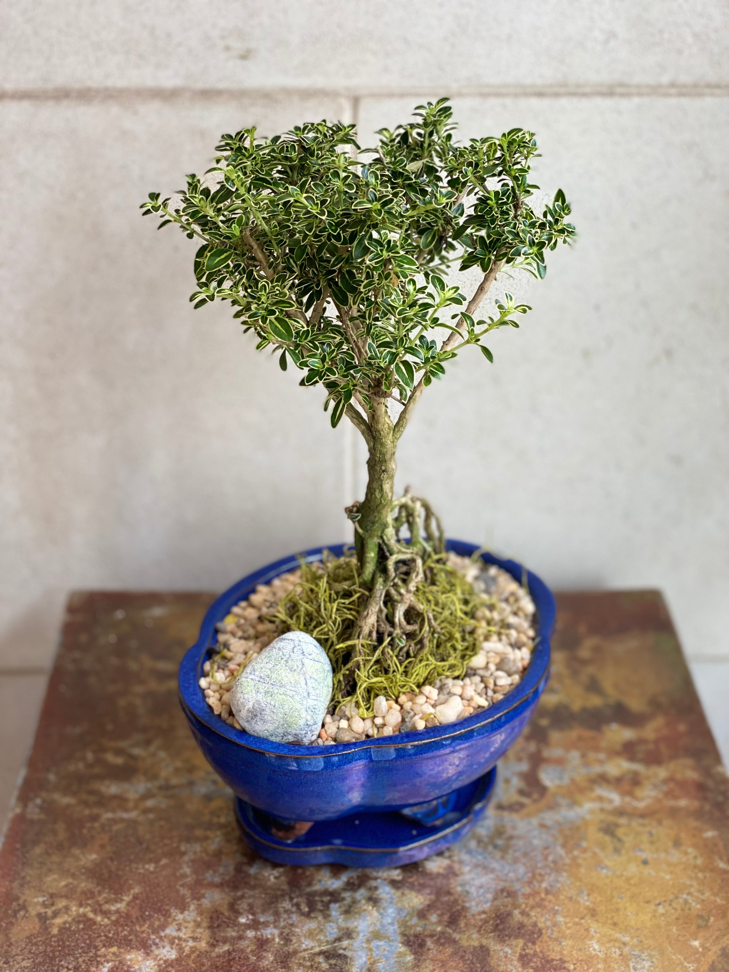 Serissa Japonica Bonsai
