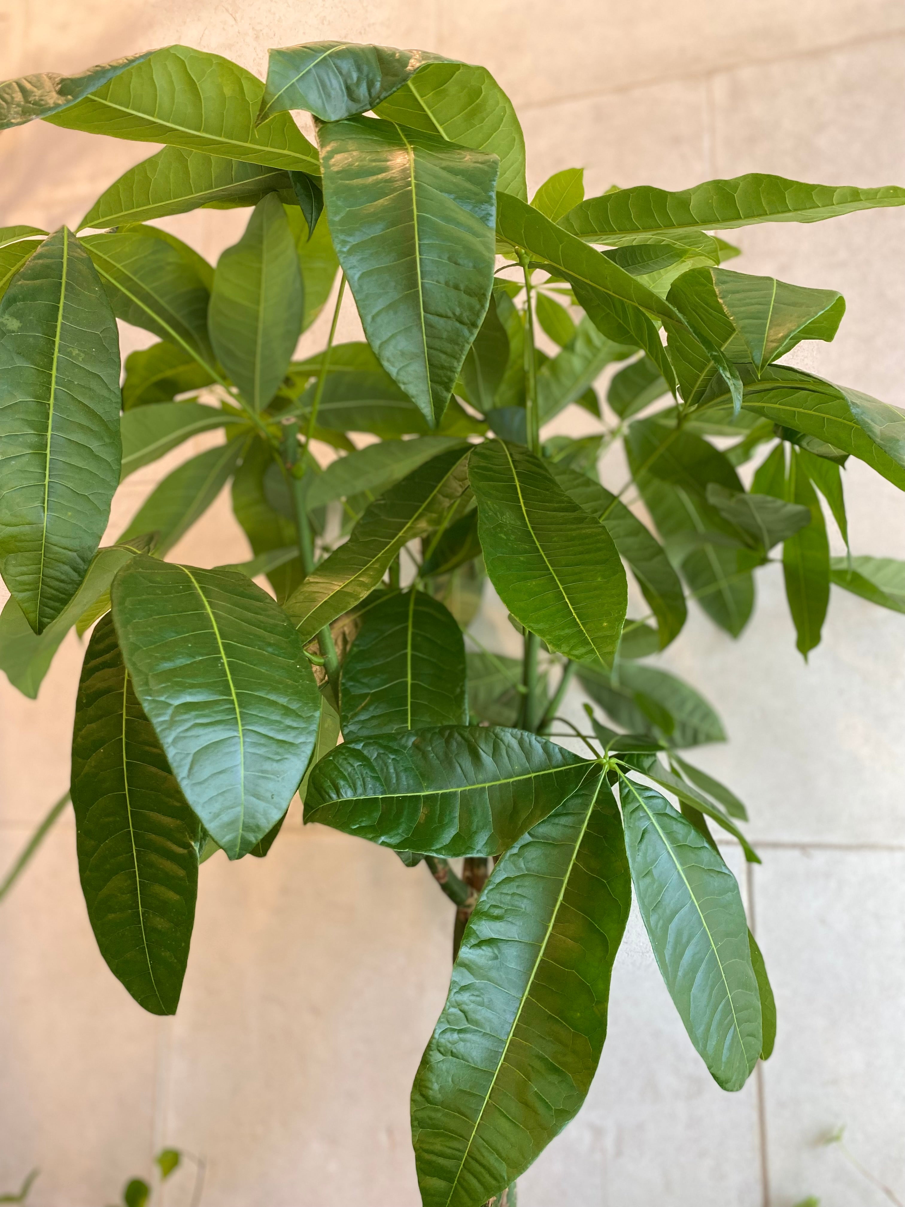 Money Tree
