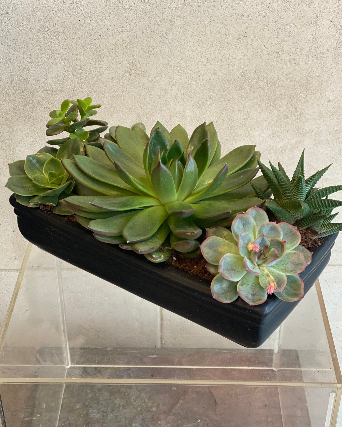 Elegant Succulent Arrangement