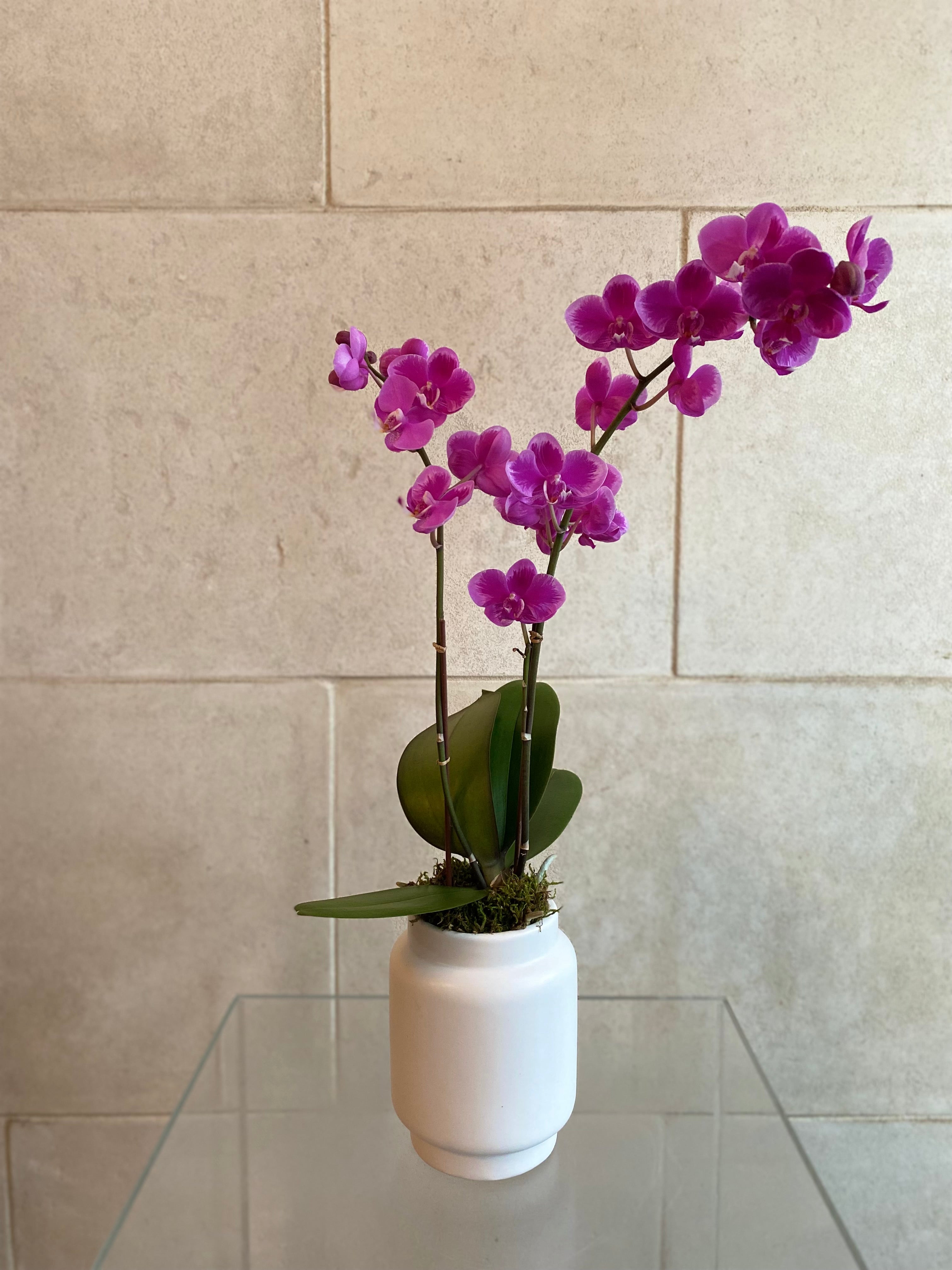 Mini Purple Phalaenopsis