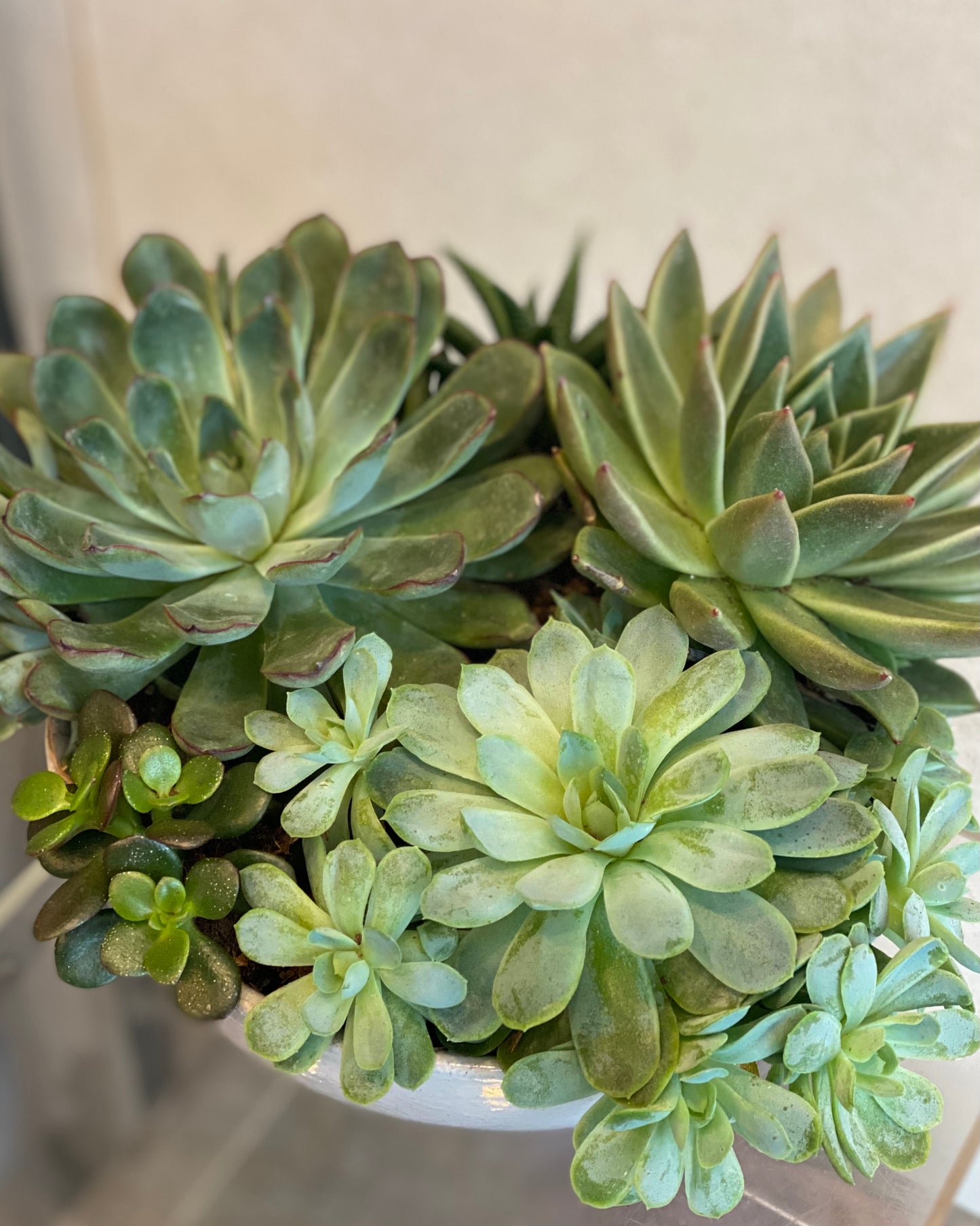 Lush Succulent Centerpiece