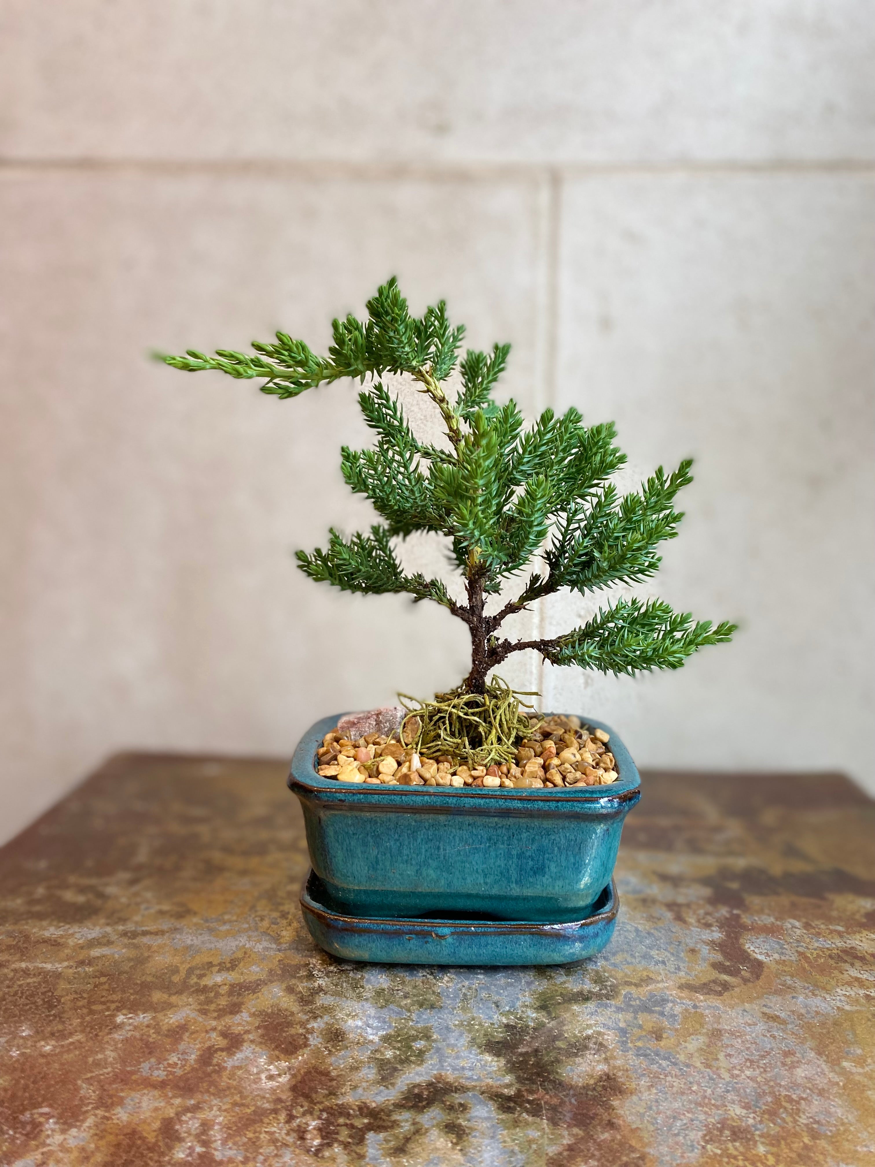 Juniper Bonsai