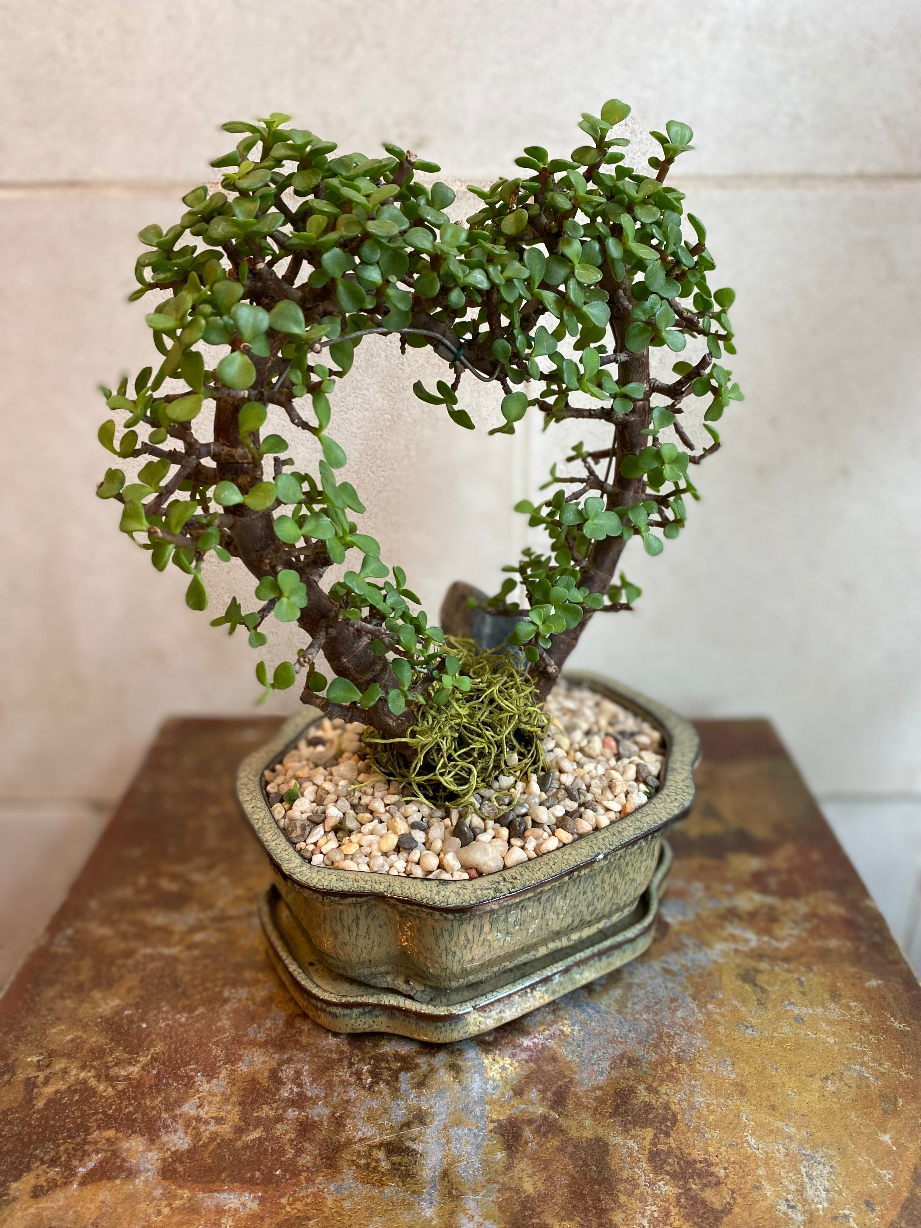 Heart Jade Bonsai