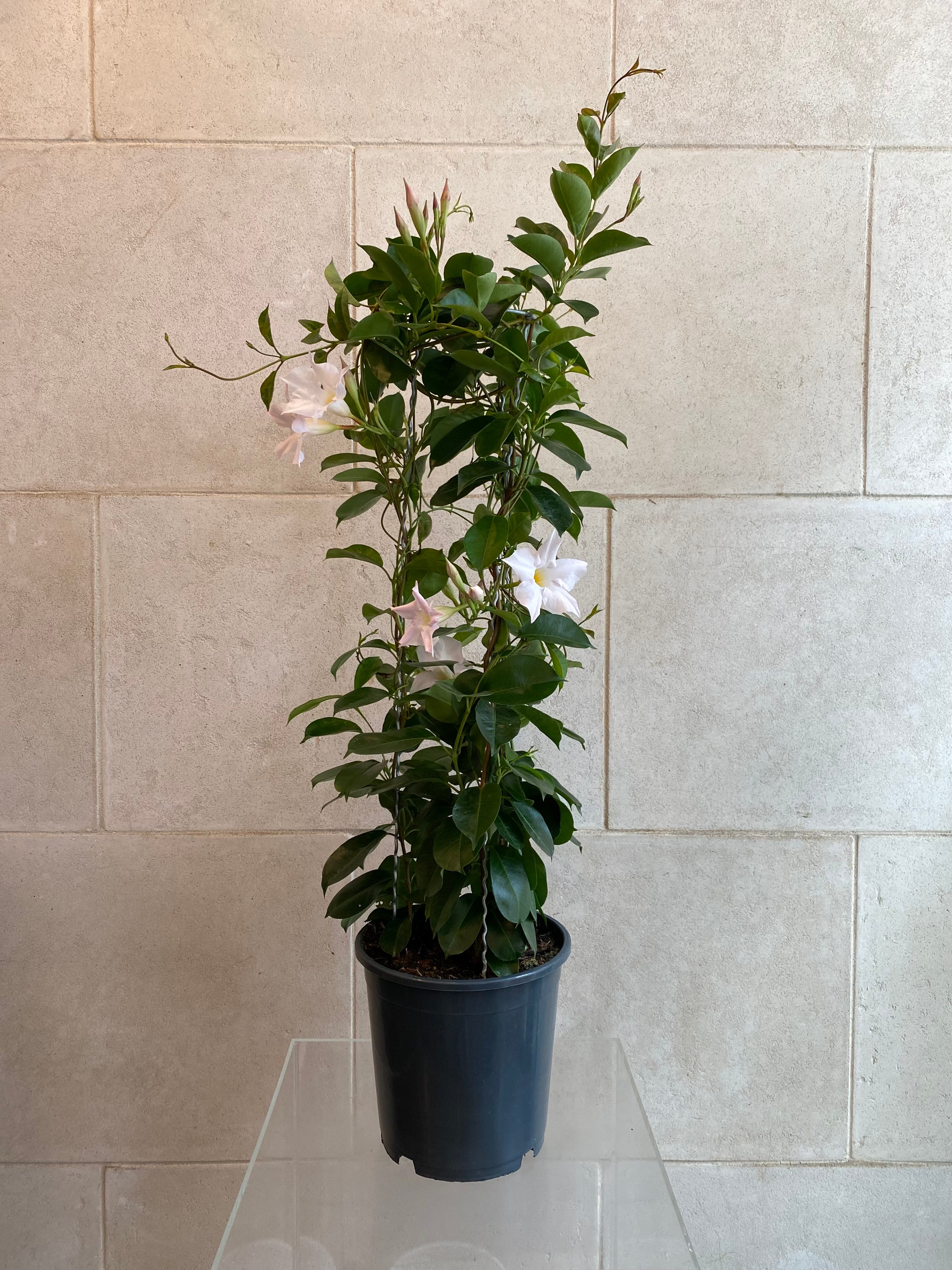Mandevilla Plant