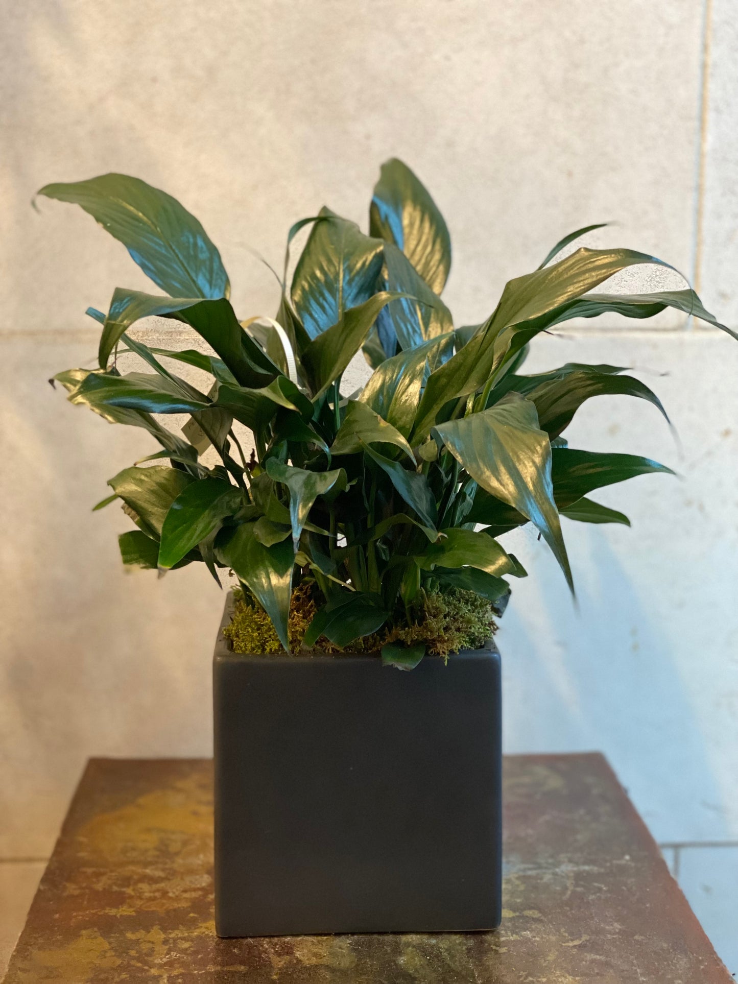 Peace Lily