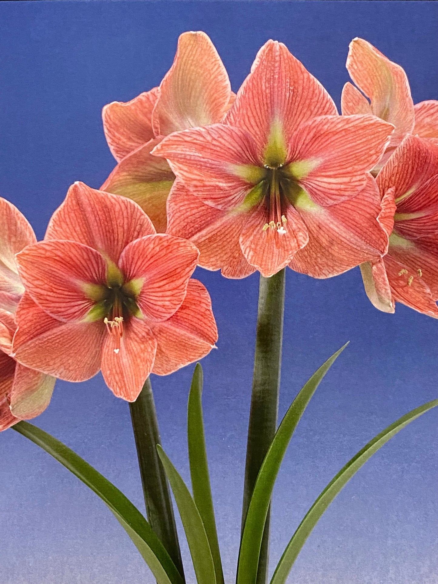 Potted Amaryllis