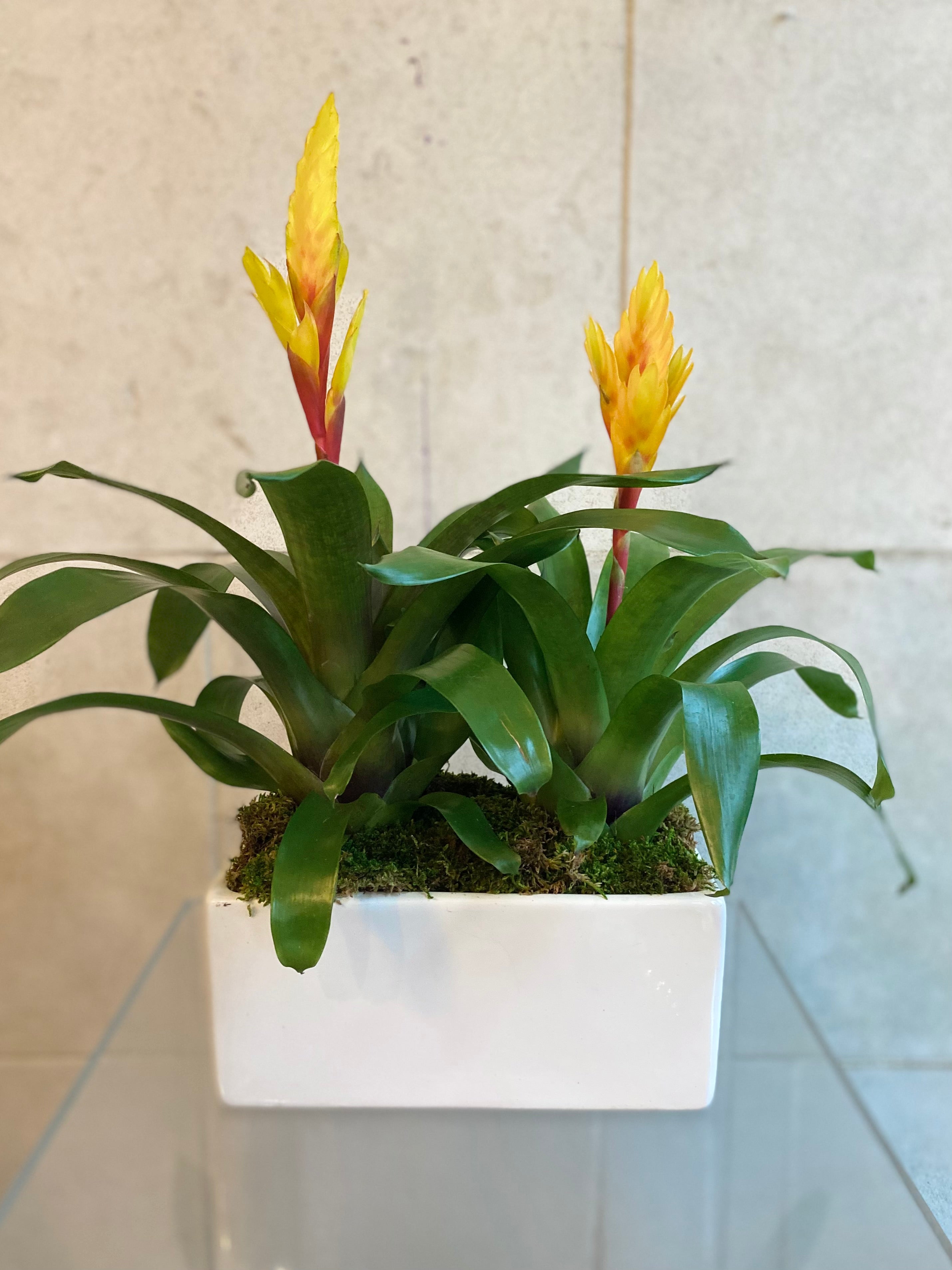 Tropical Bromeliad Trio