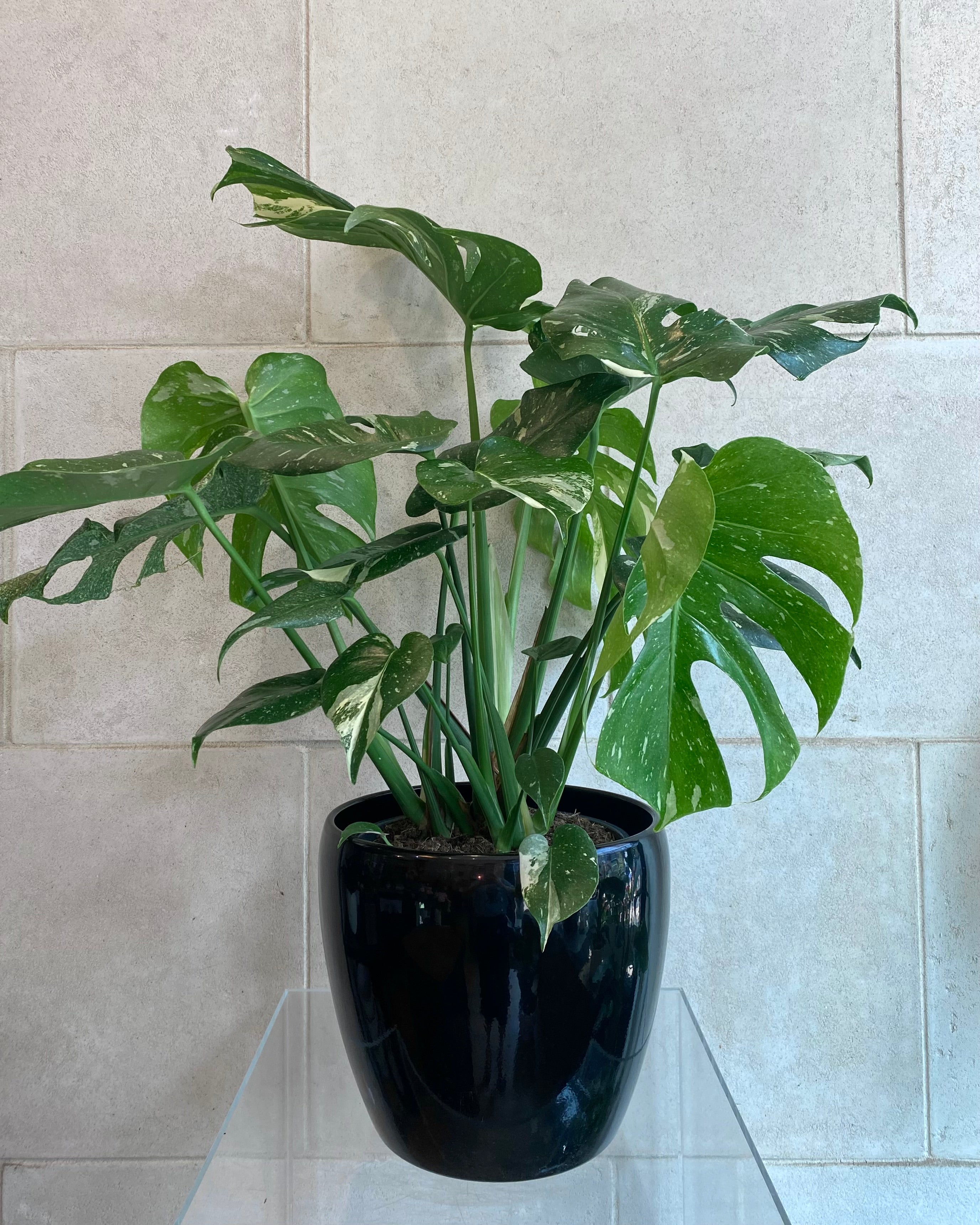 Variegated Monstera Deliciosa