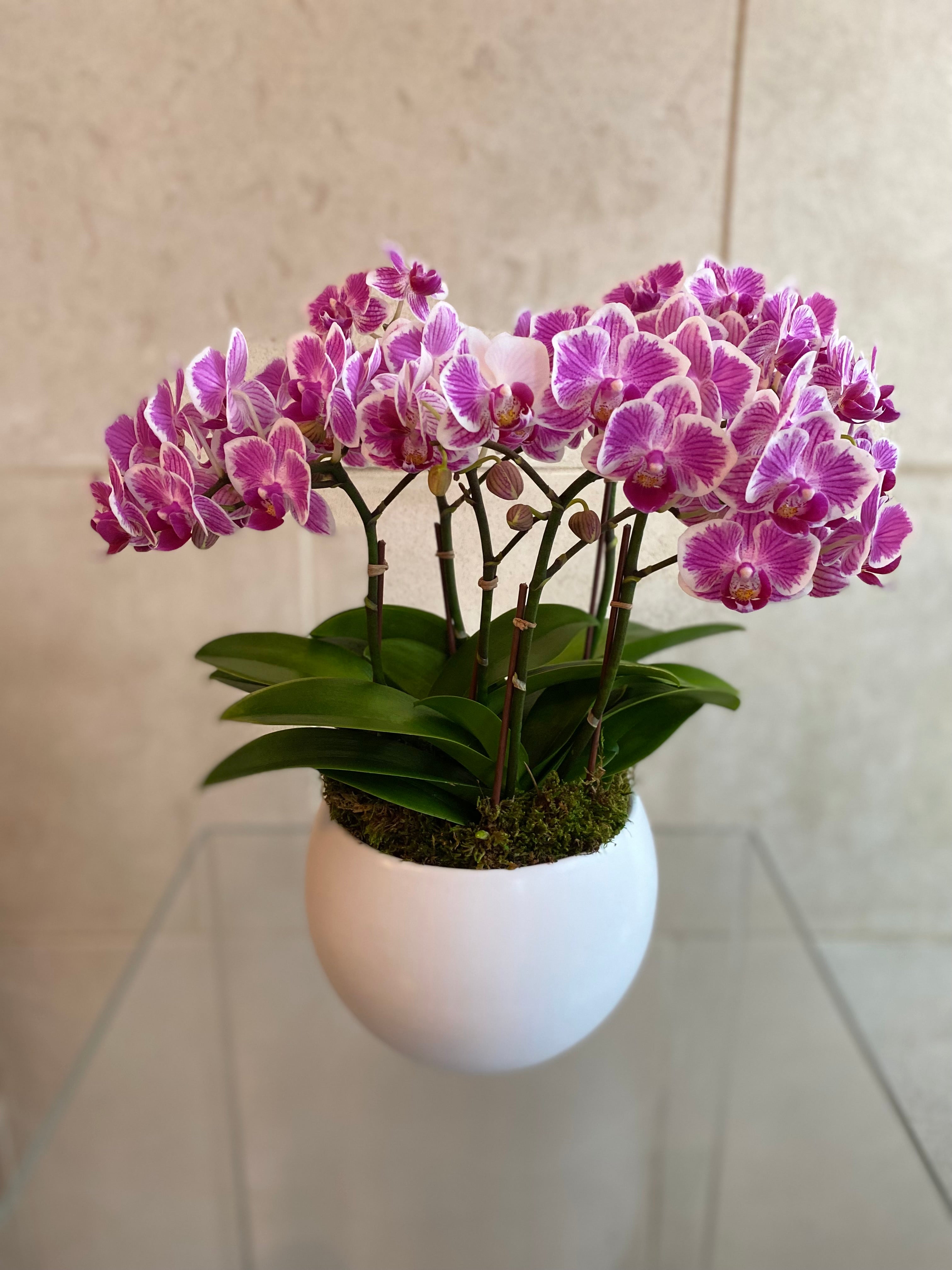 Orchid Radiance Mini Trio