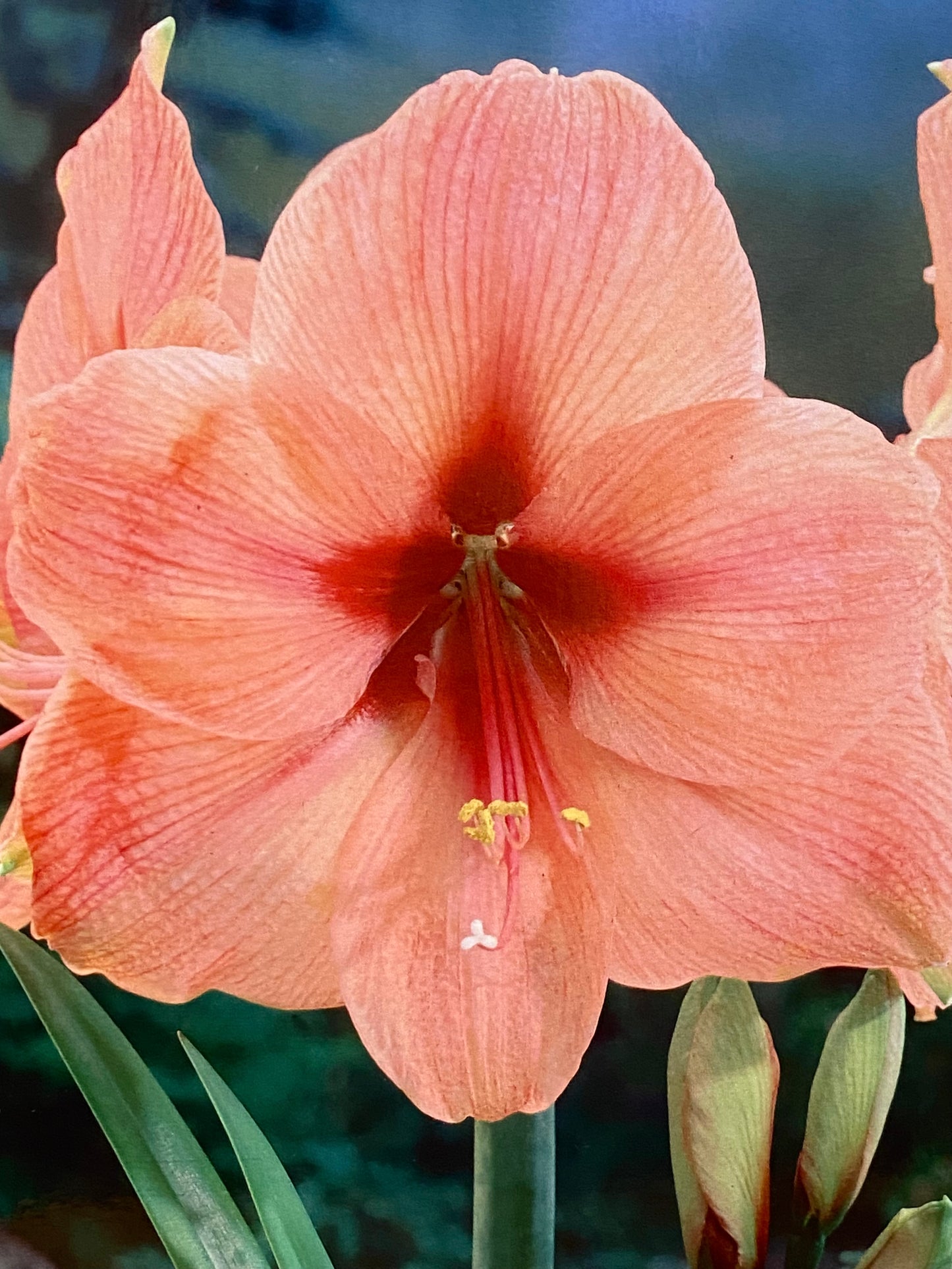 Potted Amaryllis