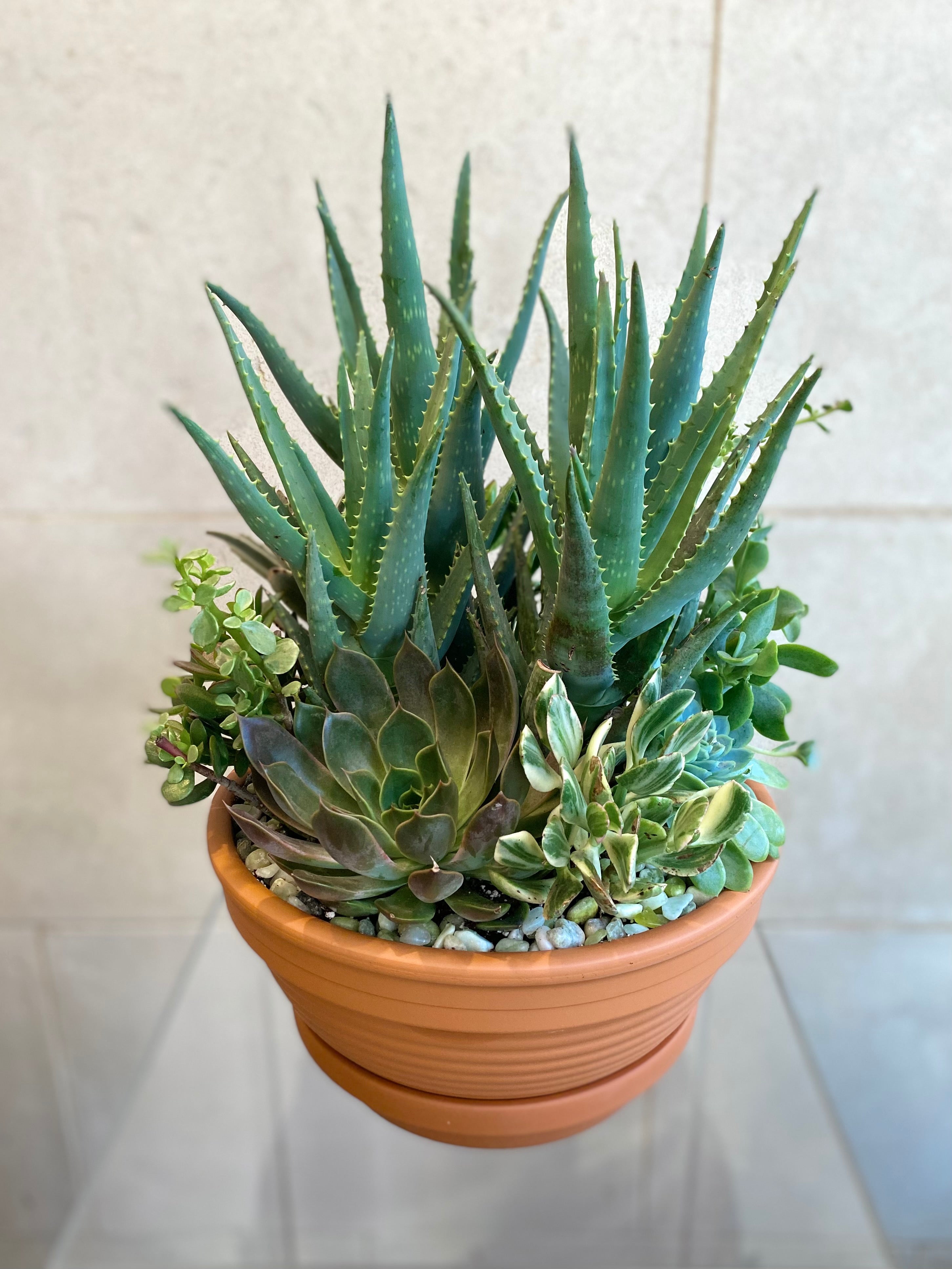 Succulent Garden Bowl