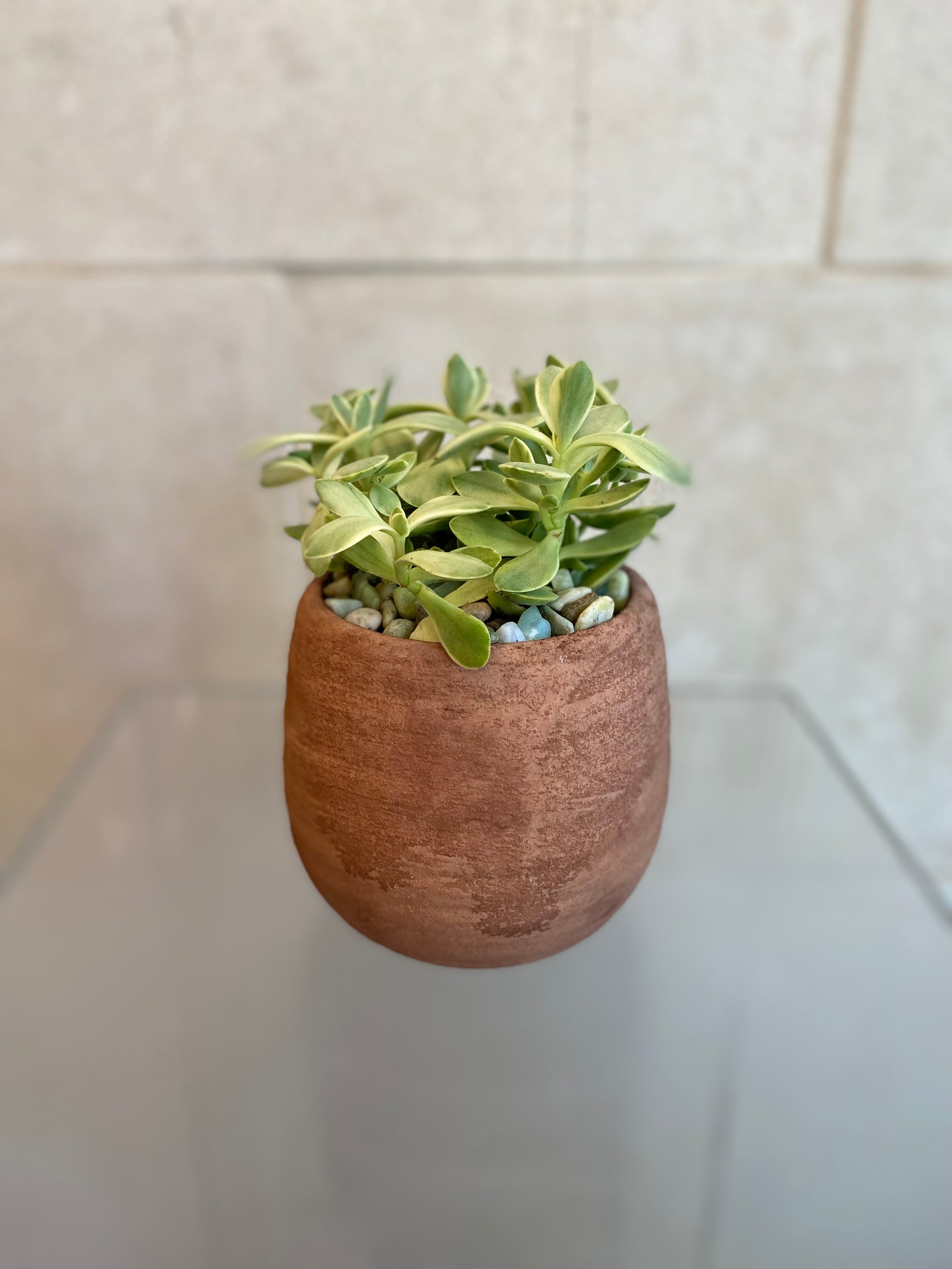 Succulent Collection
