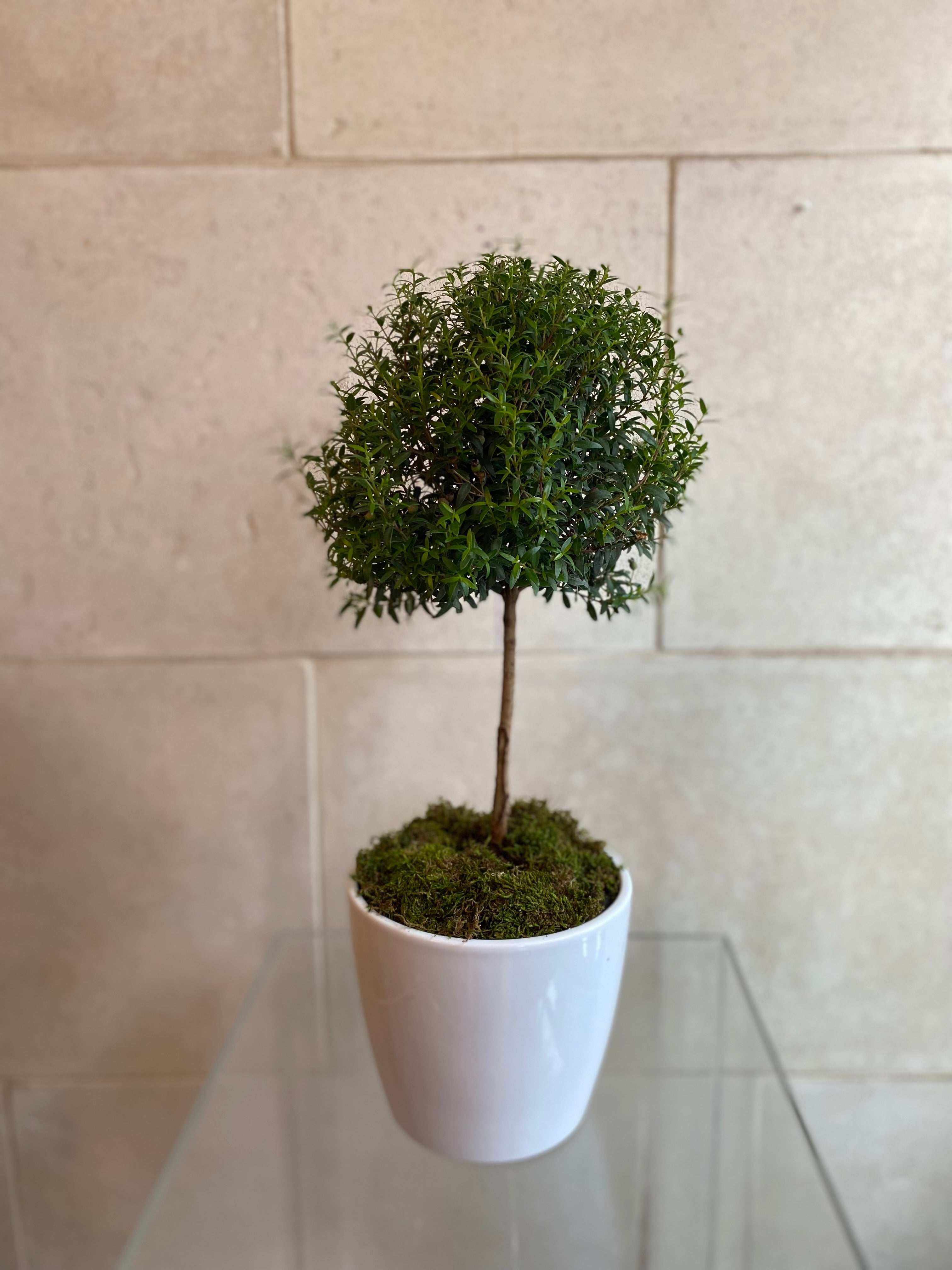 Spherical Myrtle Topiary