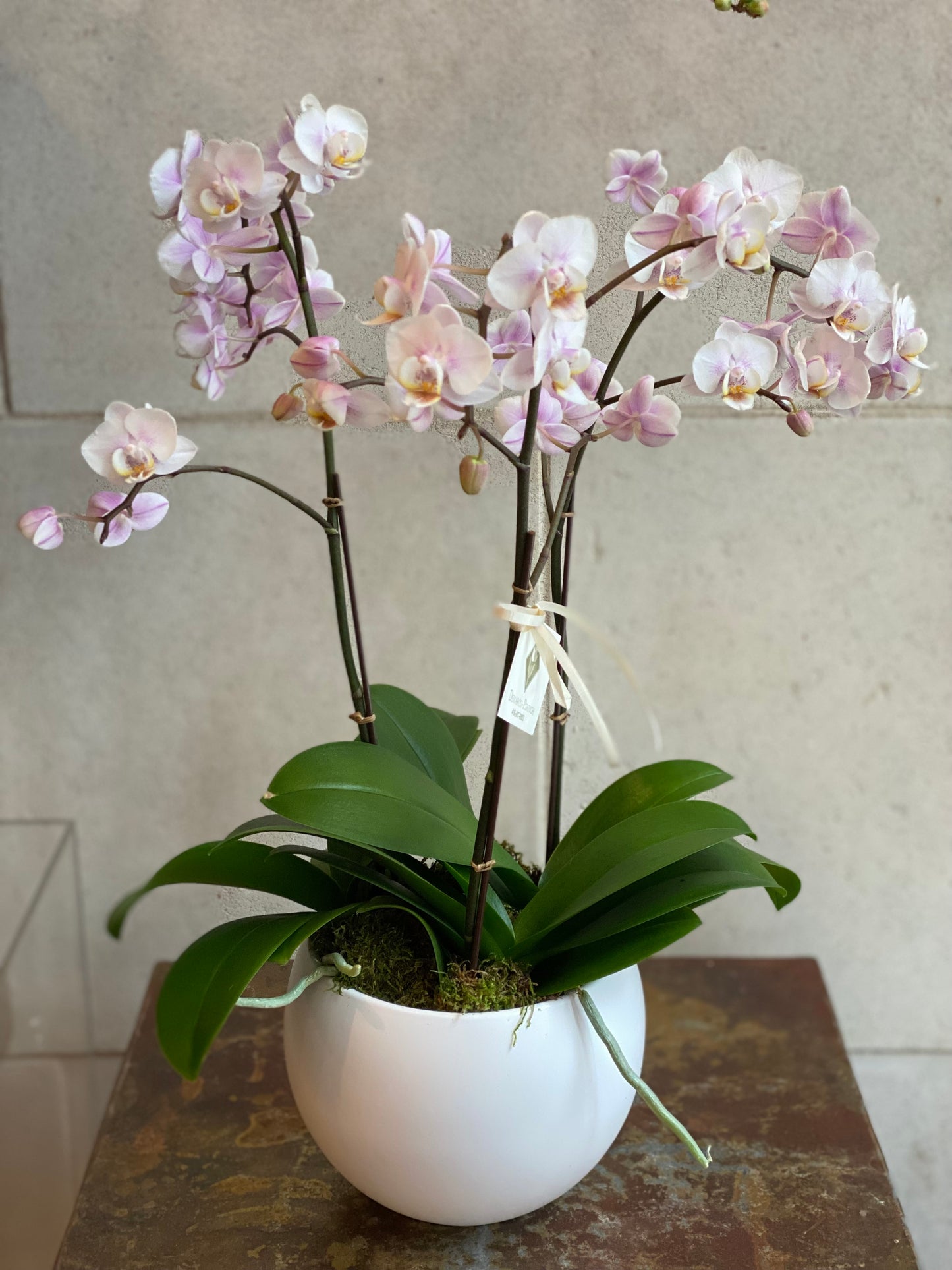 Mini orchid Trio