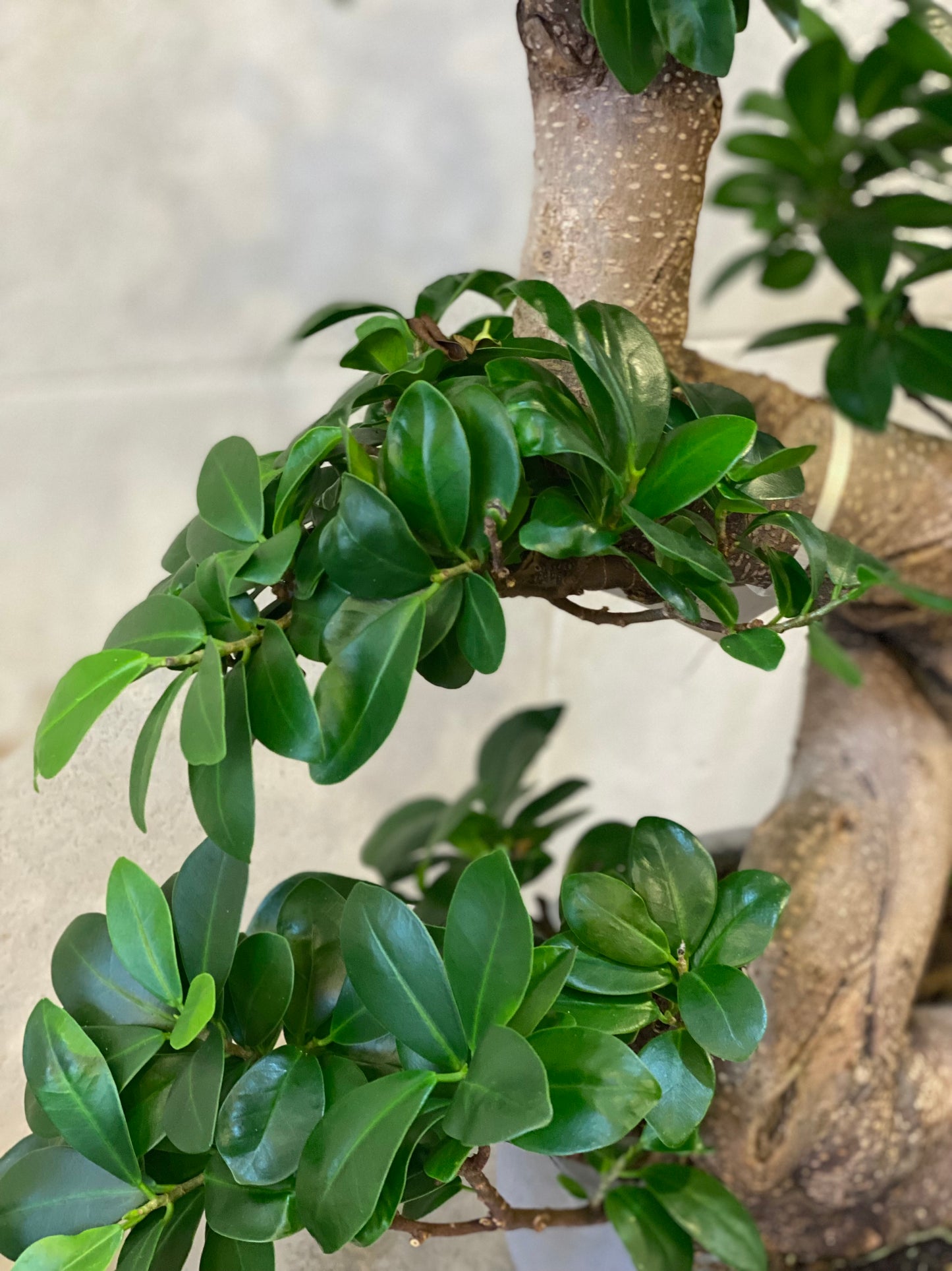 Ficus Bonsai