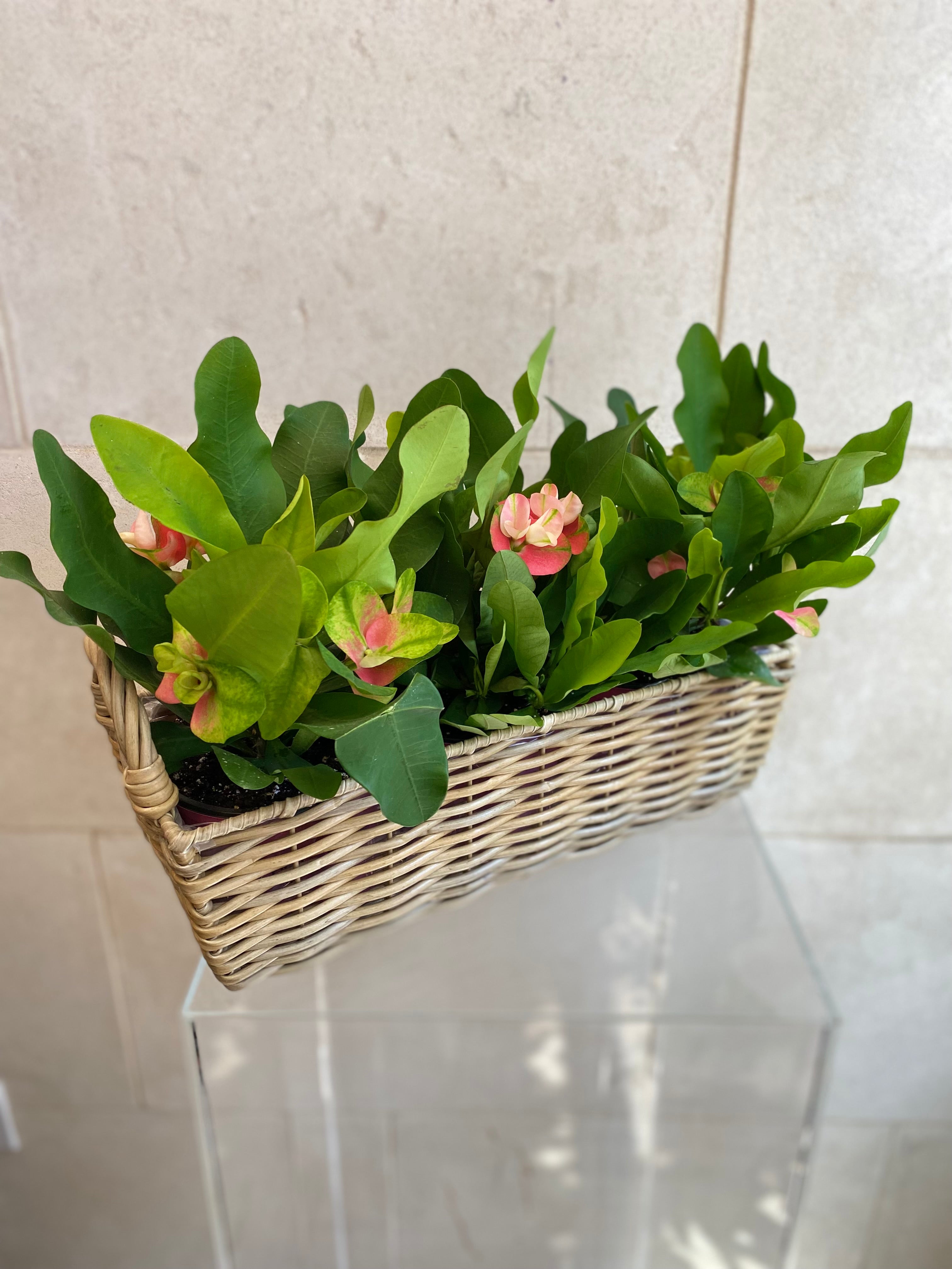 Euphorbia Basket