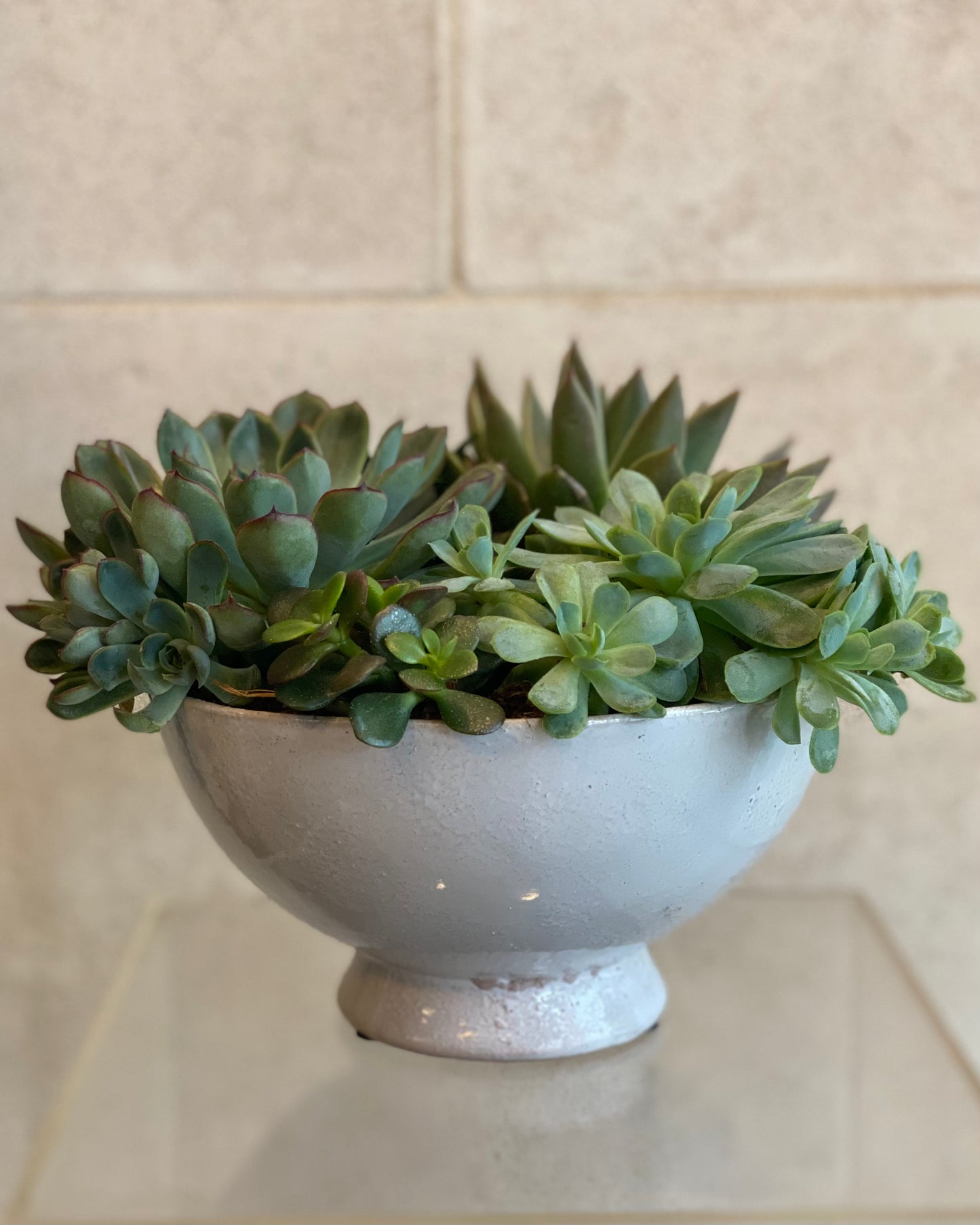 Lush Succulent Centerpiece