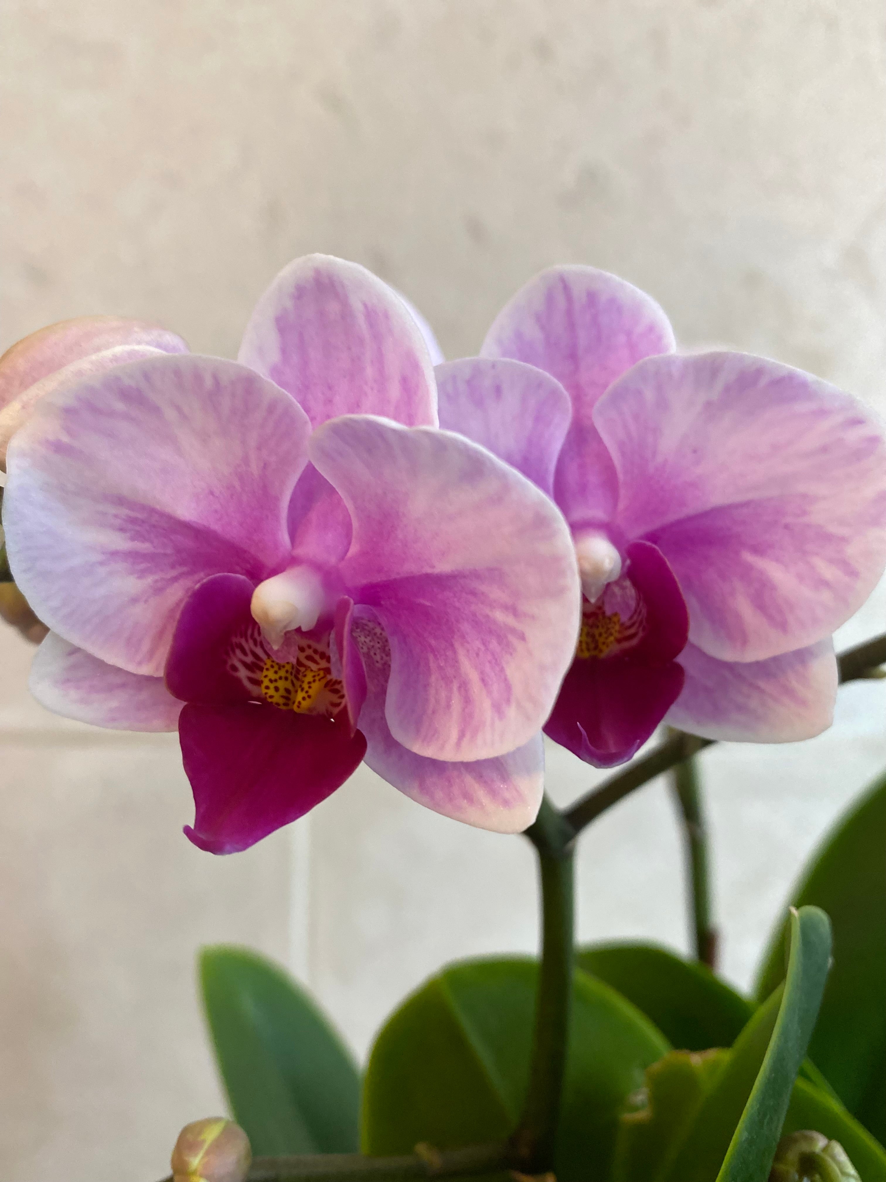Rose Mist Phalaenopsis Mini Trio
