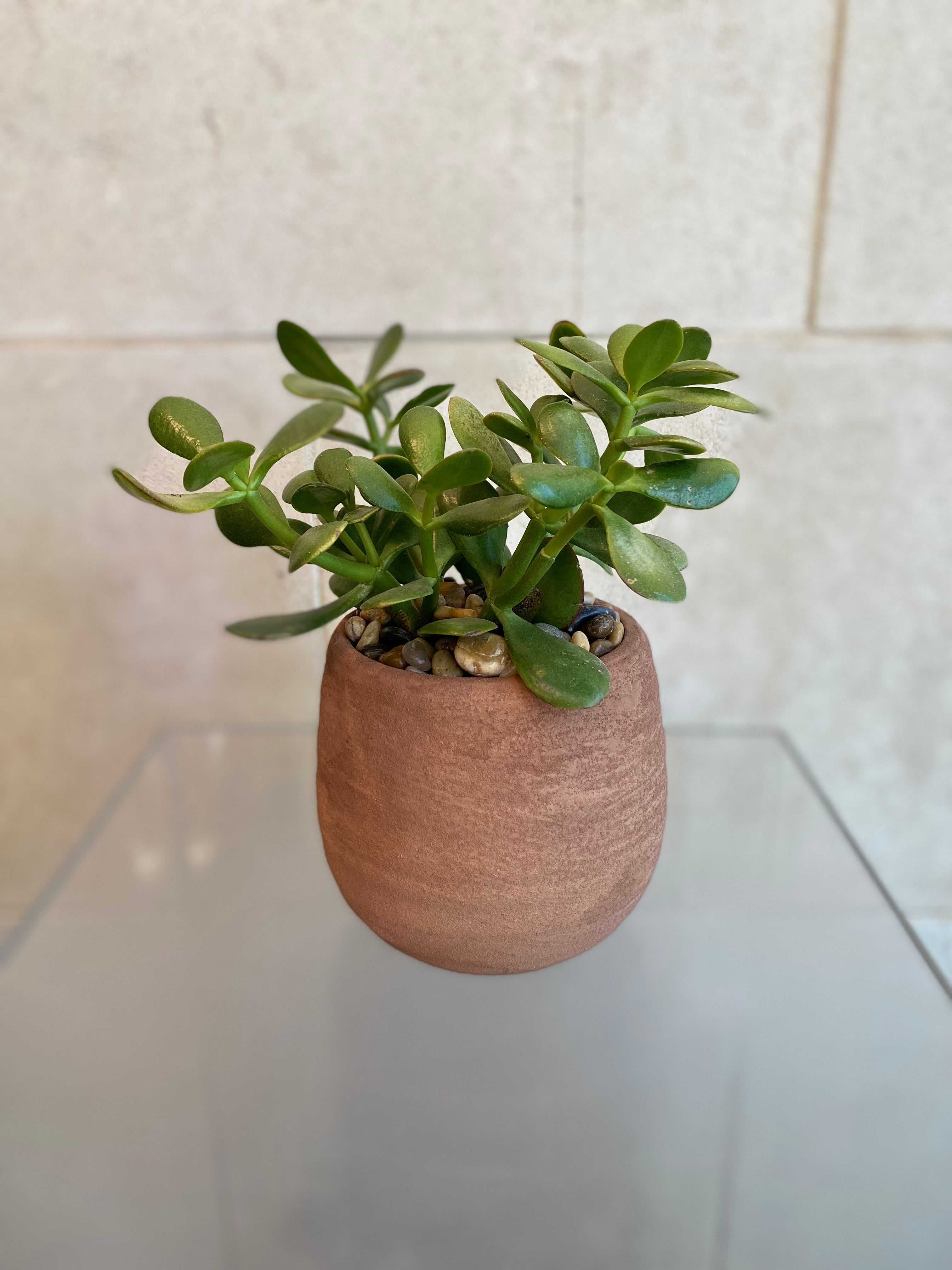 Succulent Collection