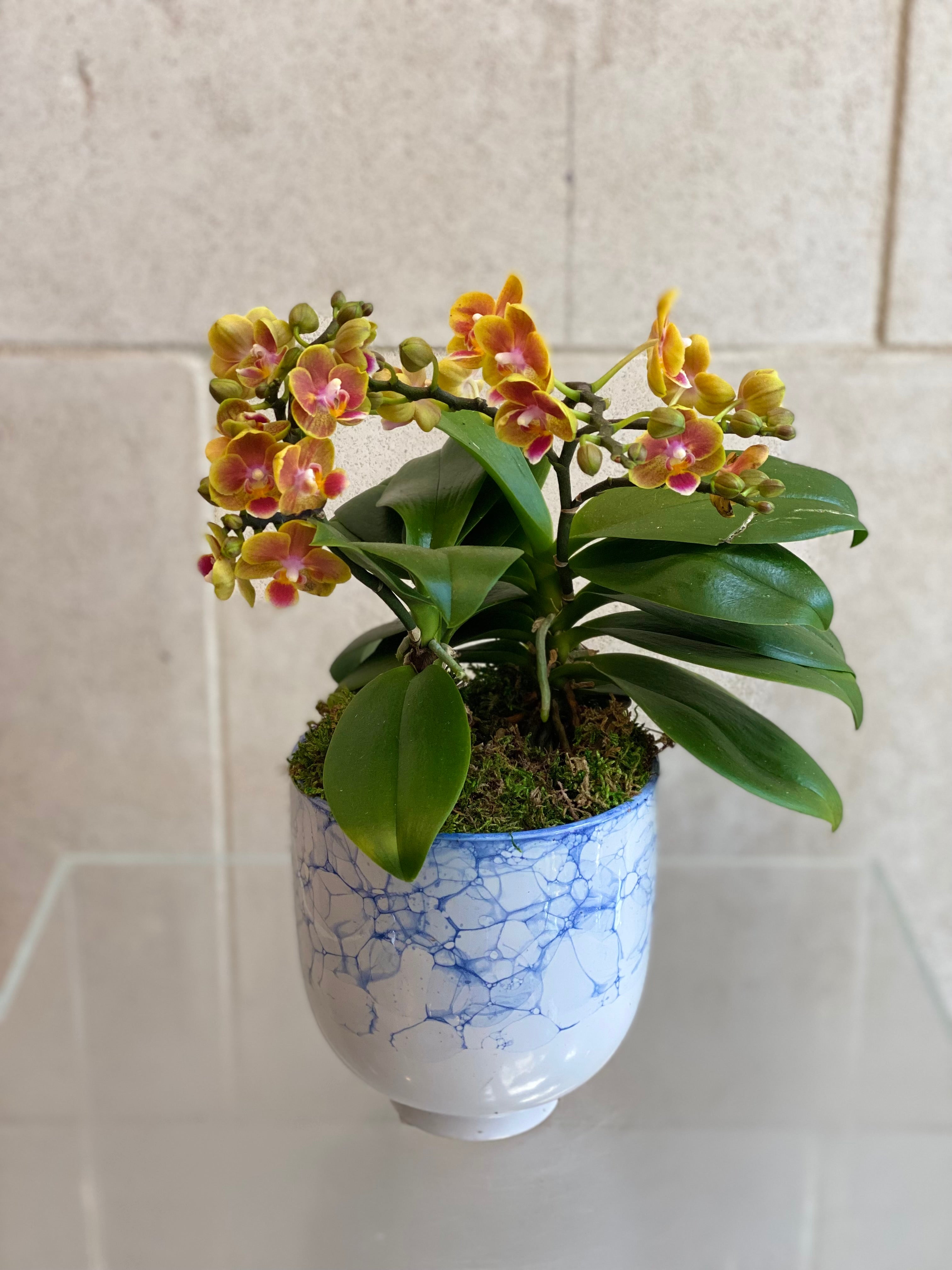 Mini Sunset Phalaenopsis