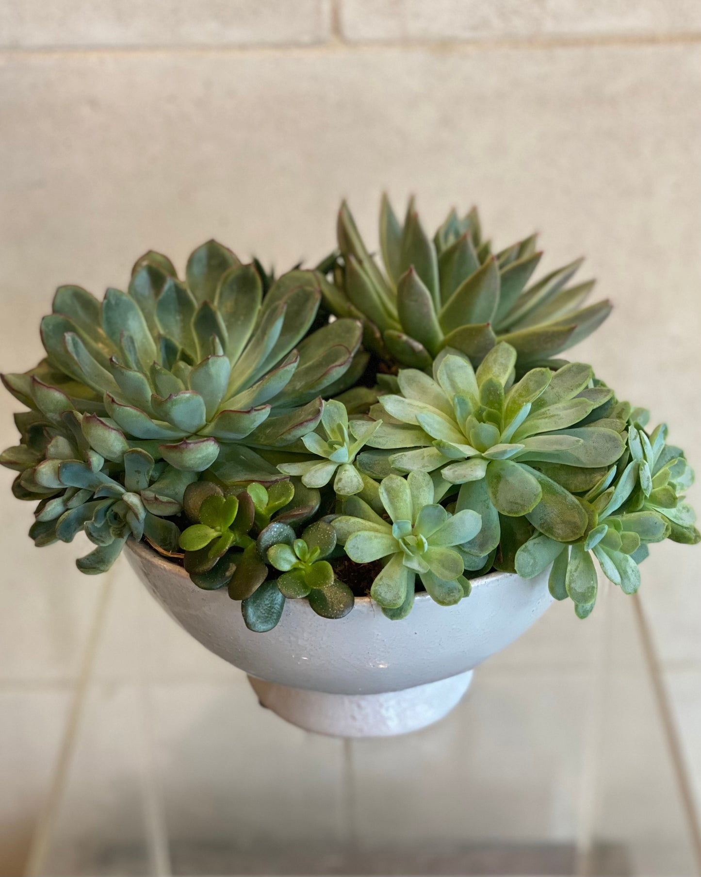 Lush Succulent Centerpiece