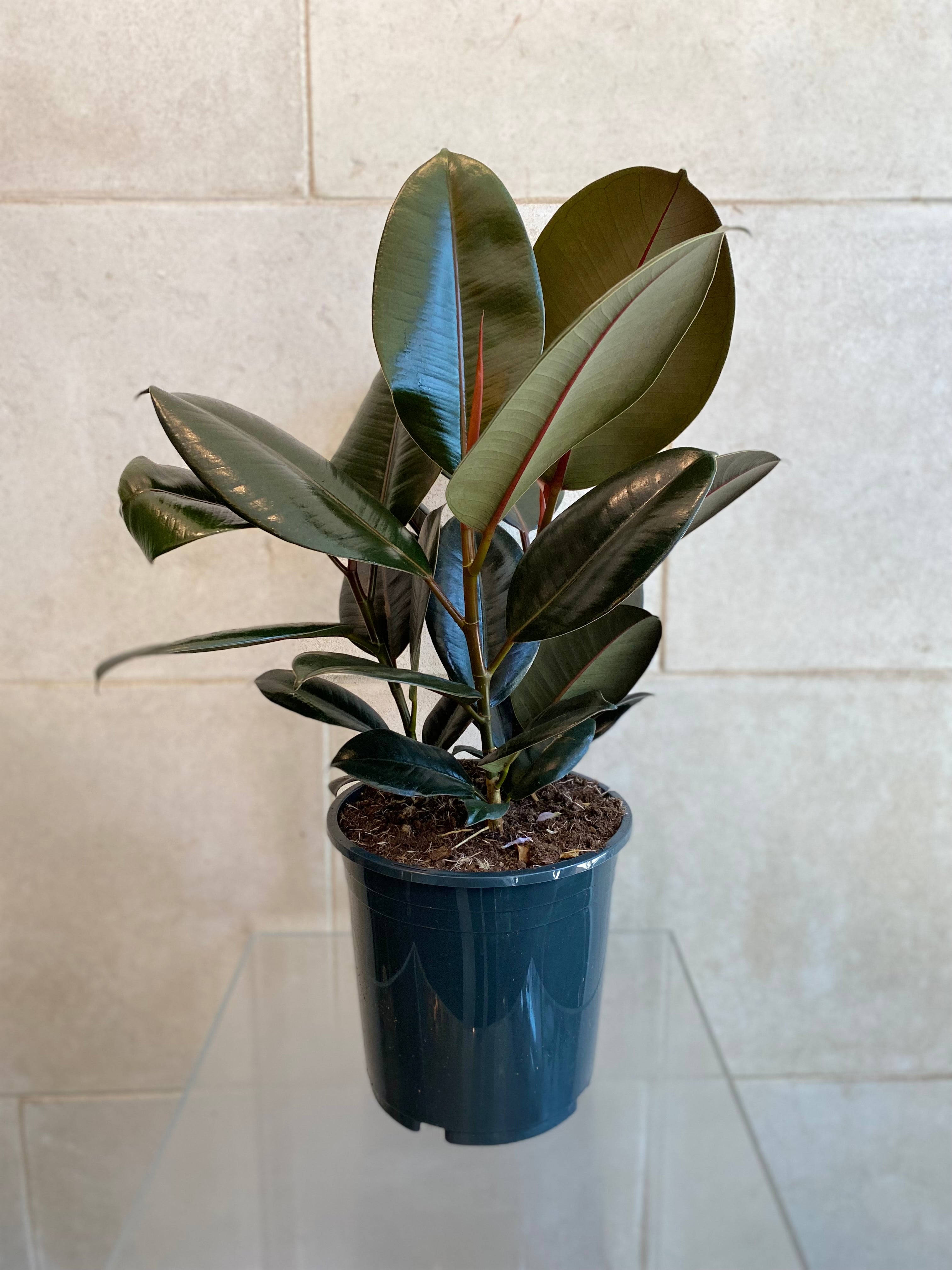 Rubber Plant