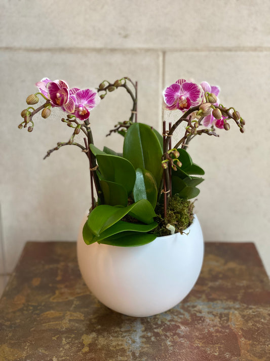 Mini Variegated Orchid Trio