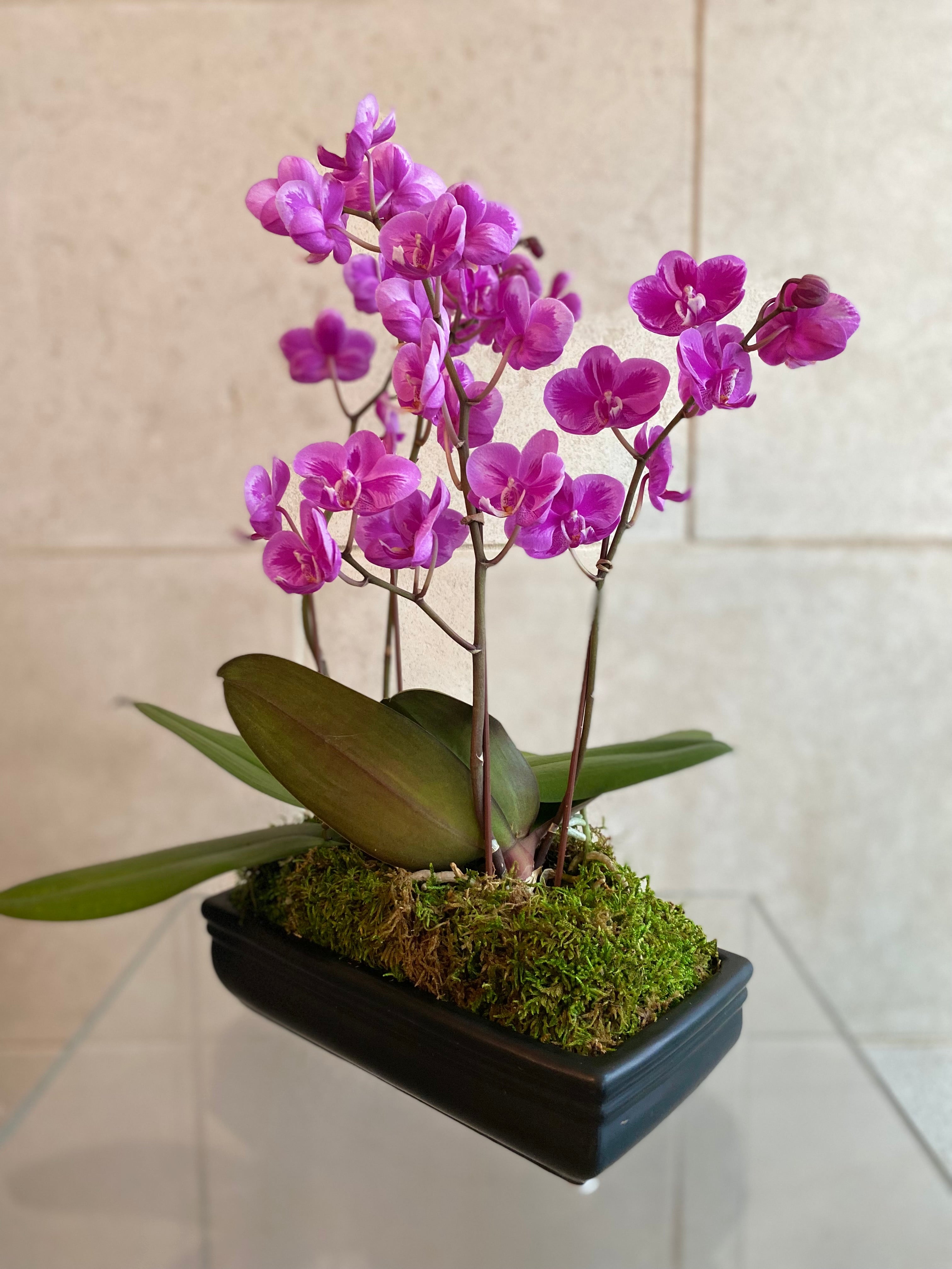 Phalaenopsis Orchid in Rectangular Planter