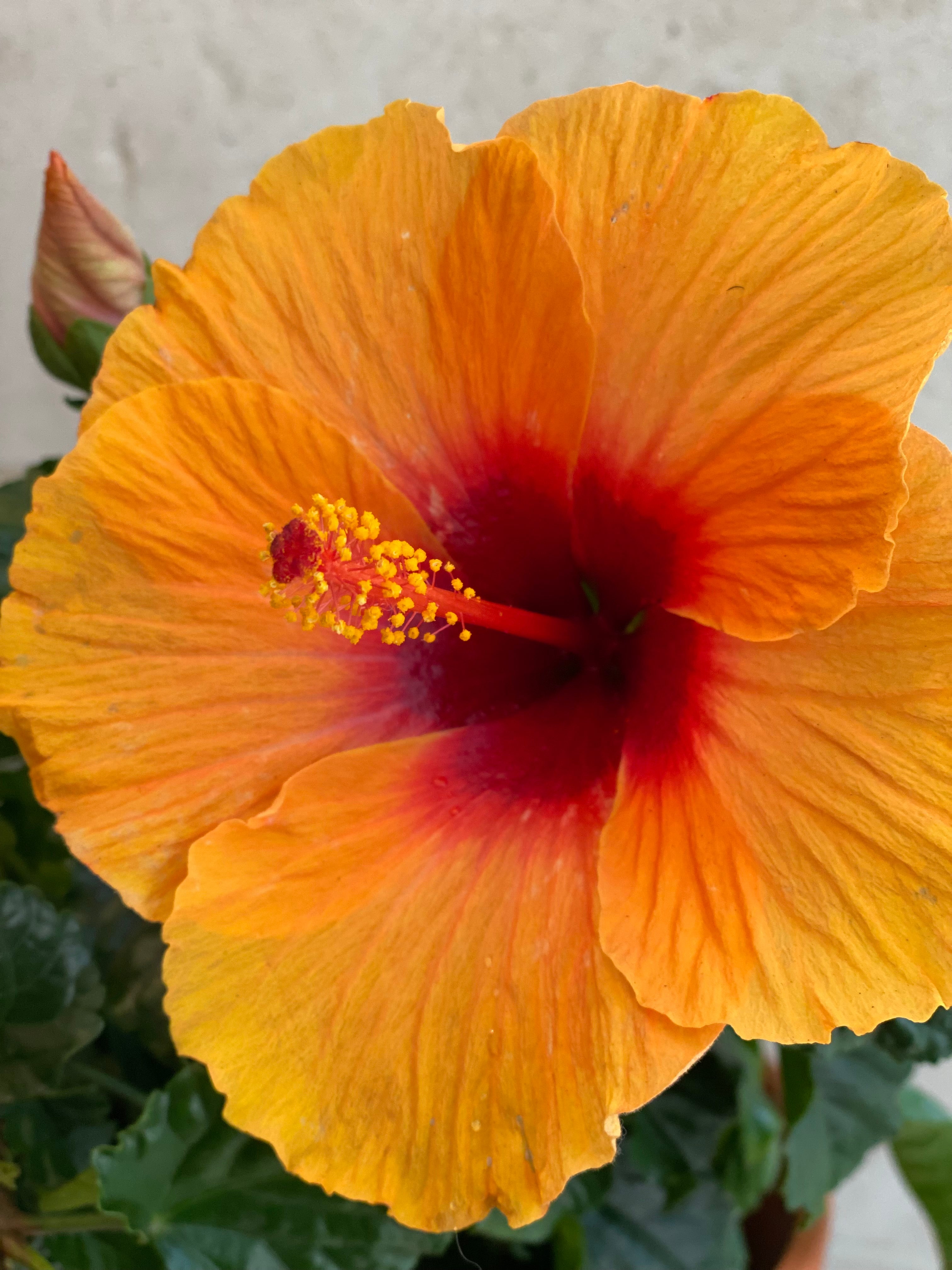 Hibiscus Terracotta Pot