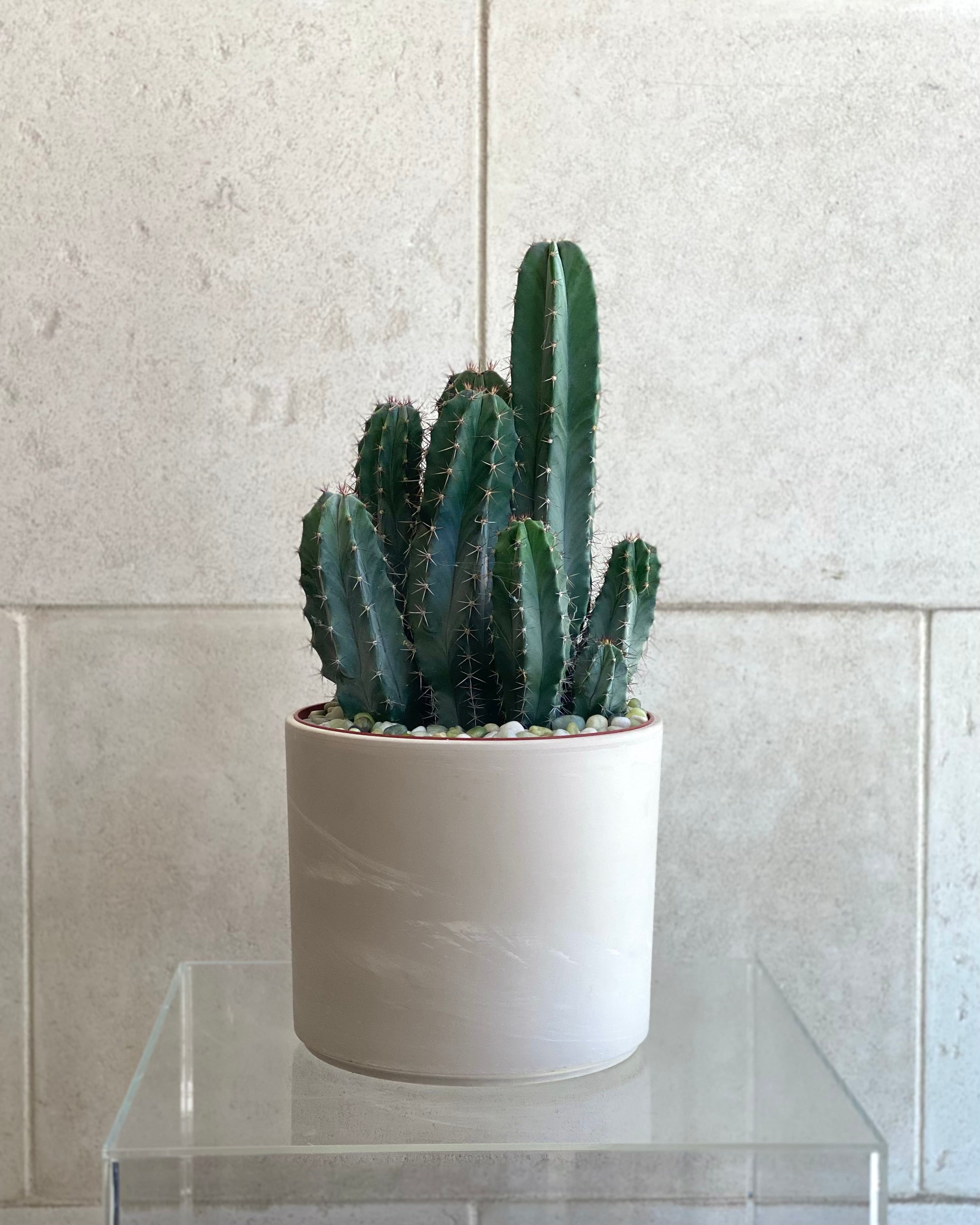 Assorted cactus in Ceramic Pot