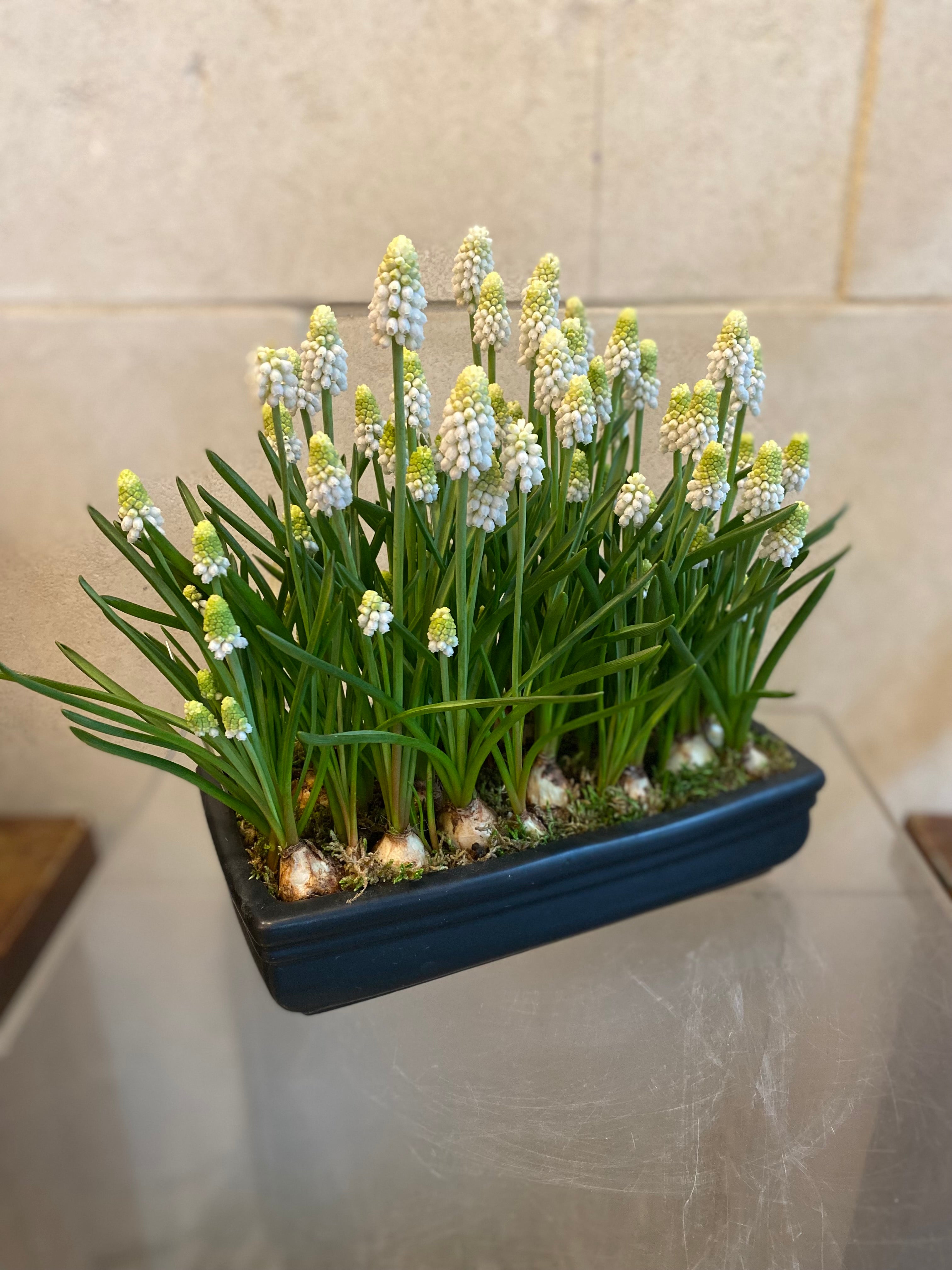 Muscari in Black Ceramic Container