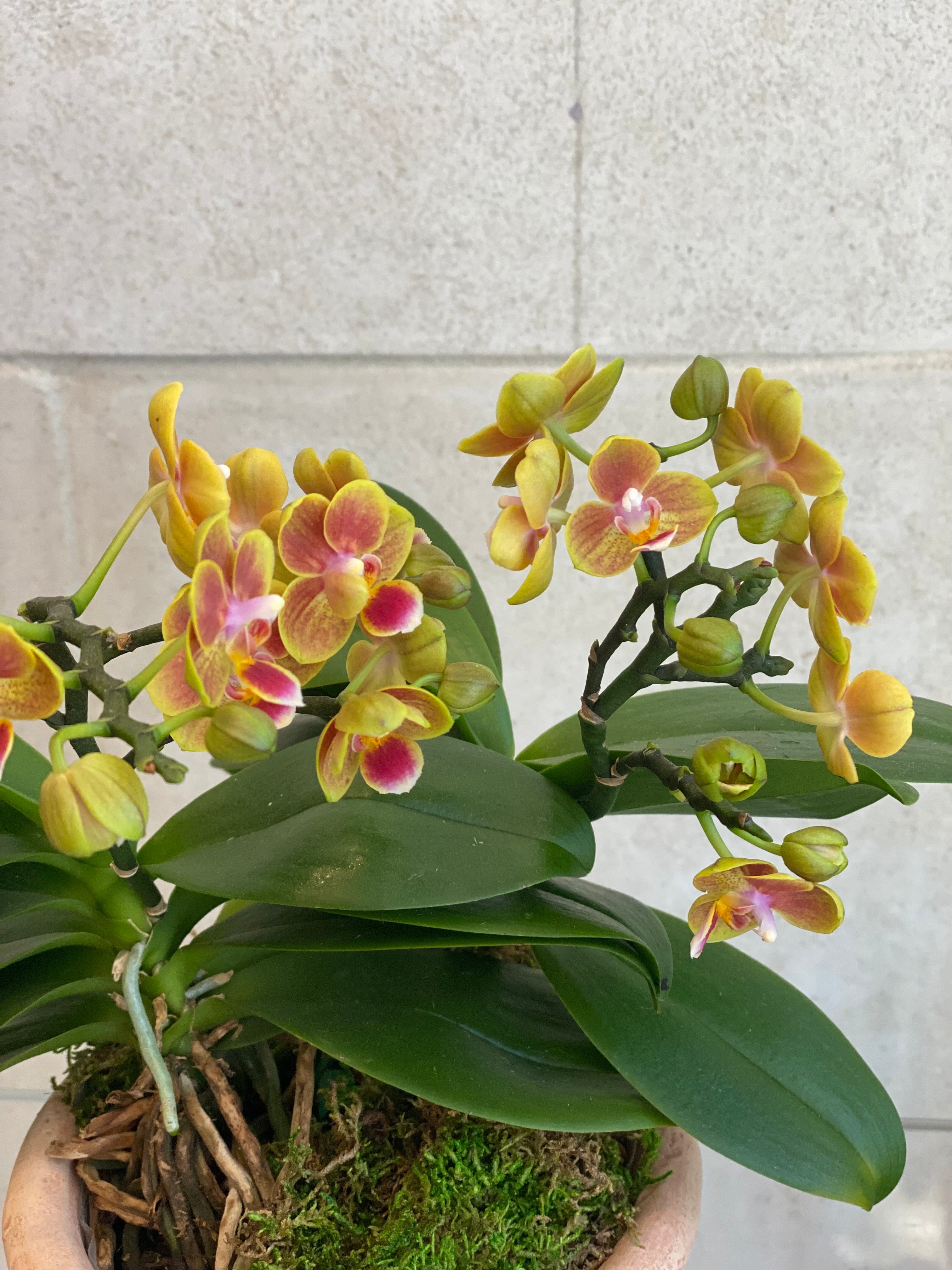 Sunset Orchid in Fern Terracotta Planter