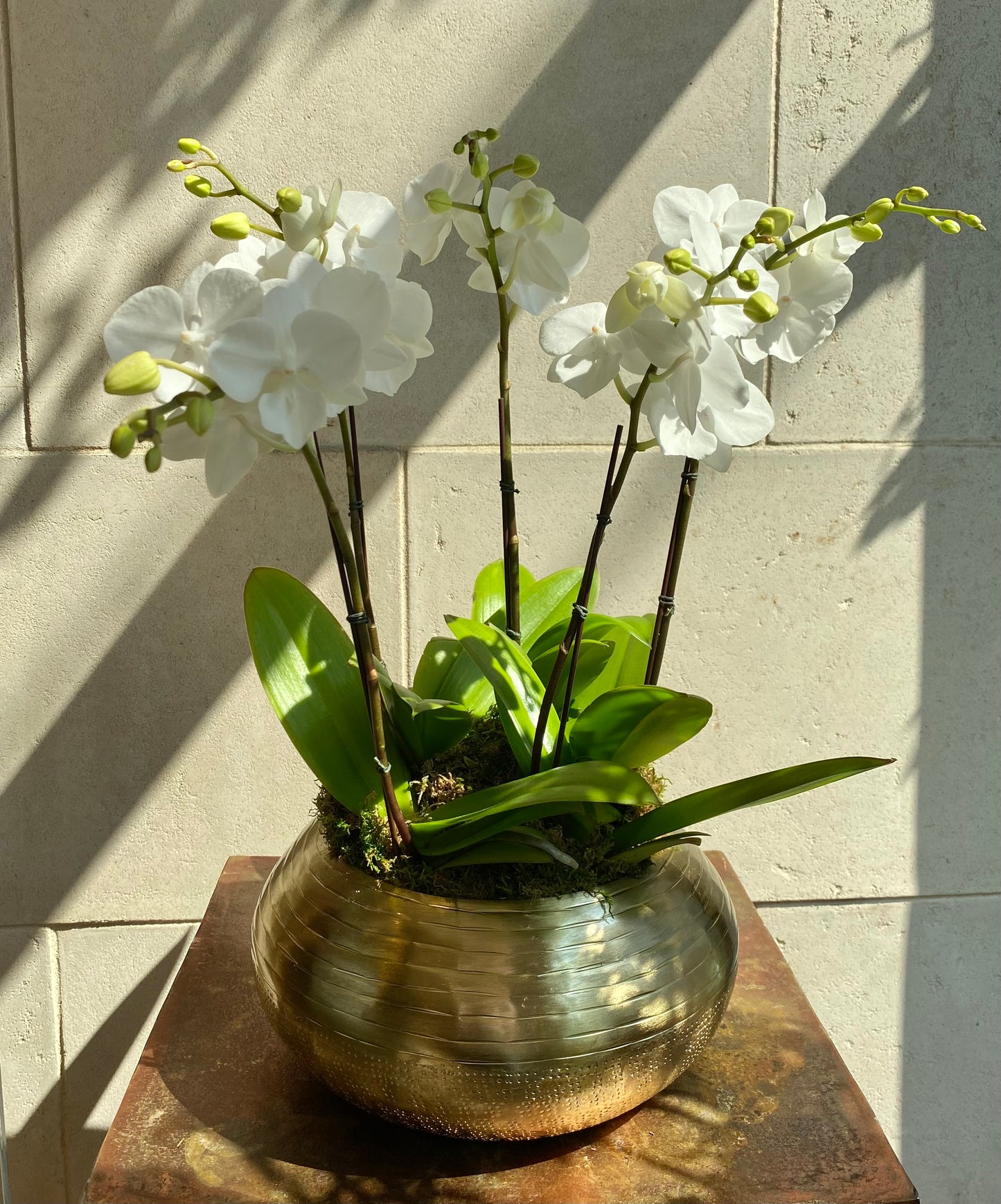 Mini Orchid Arrangement White